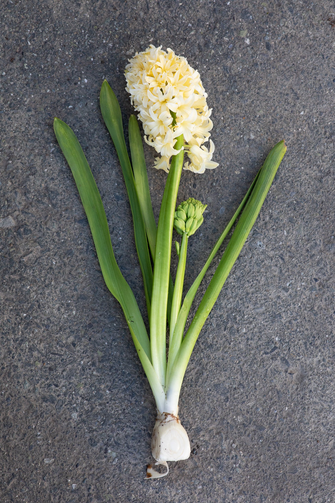 Hyacinth City of Haarlem