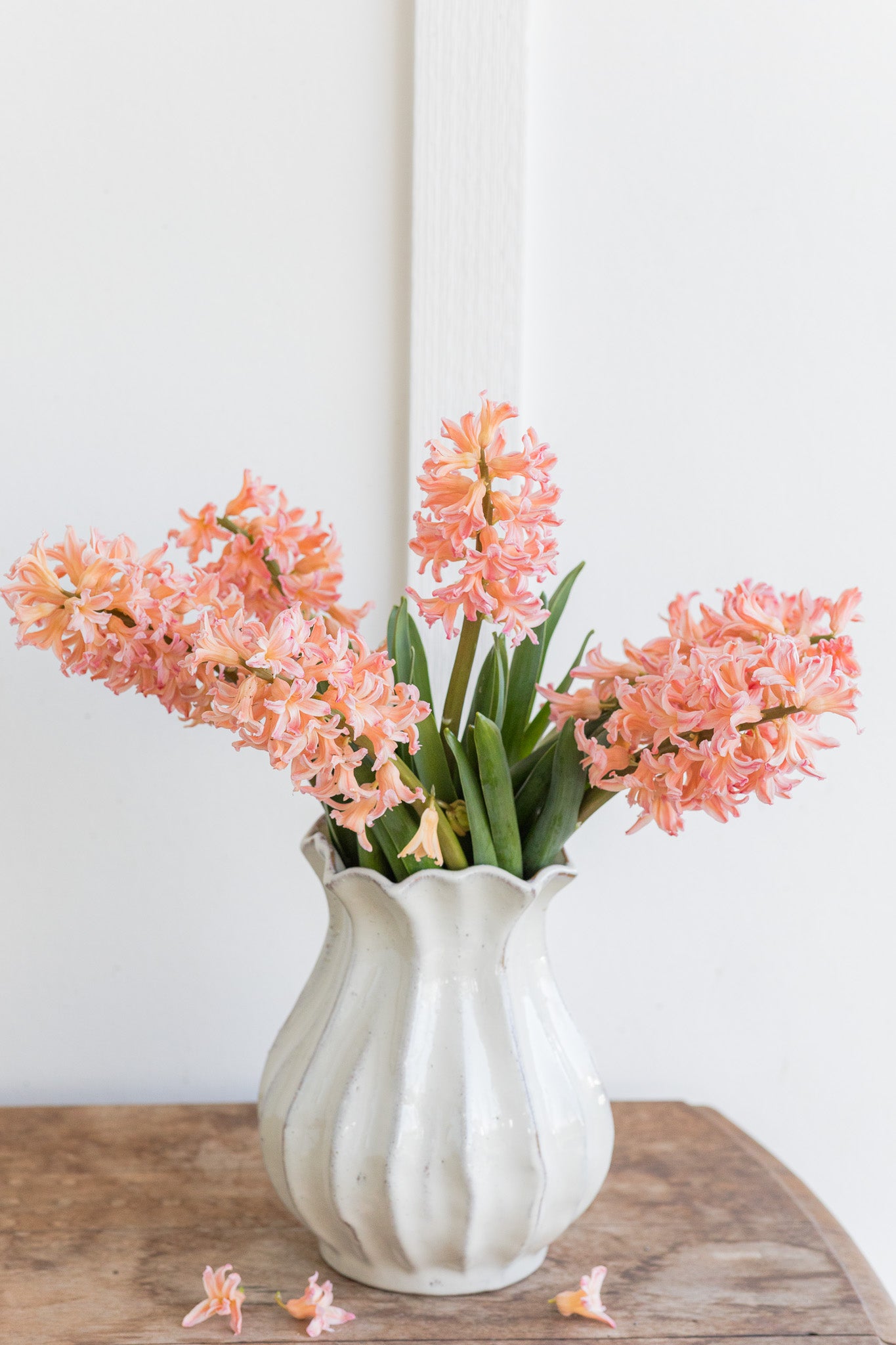 Hyacinth Gypsy Queen
