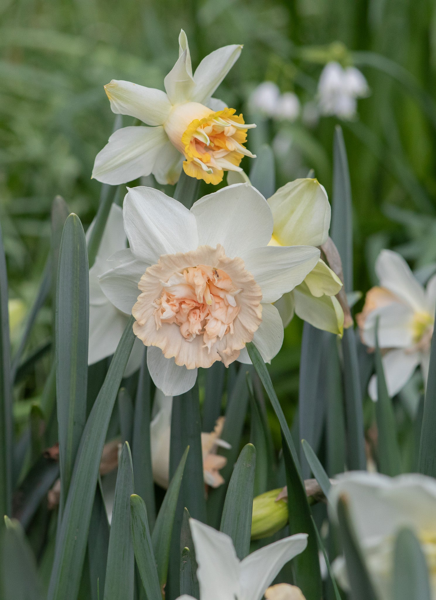Narcissus Petite Four