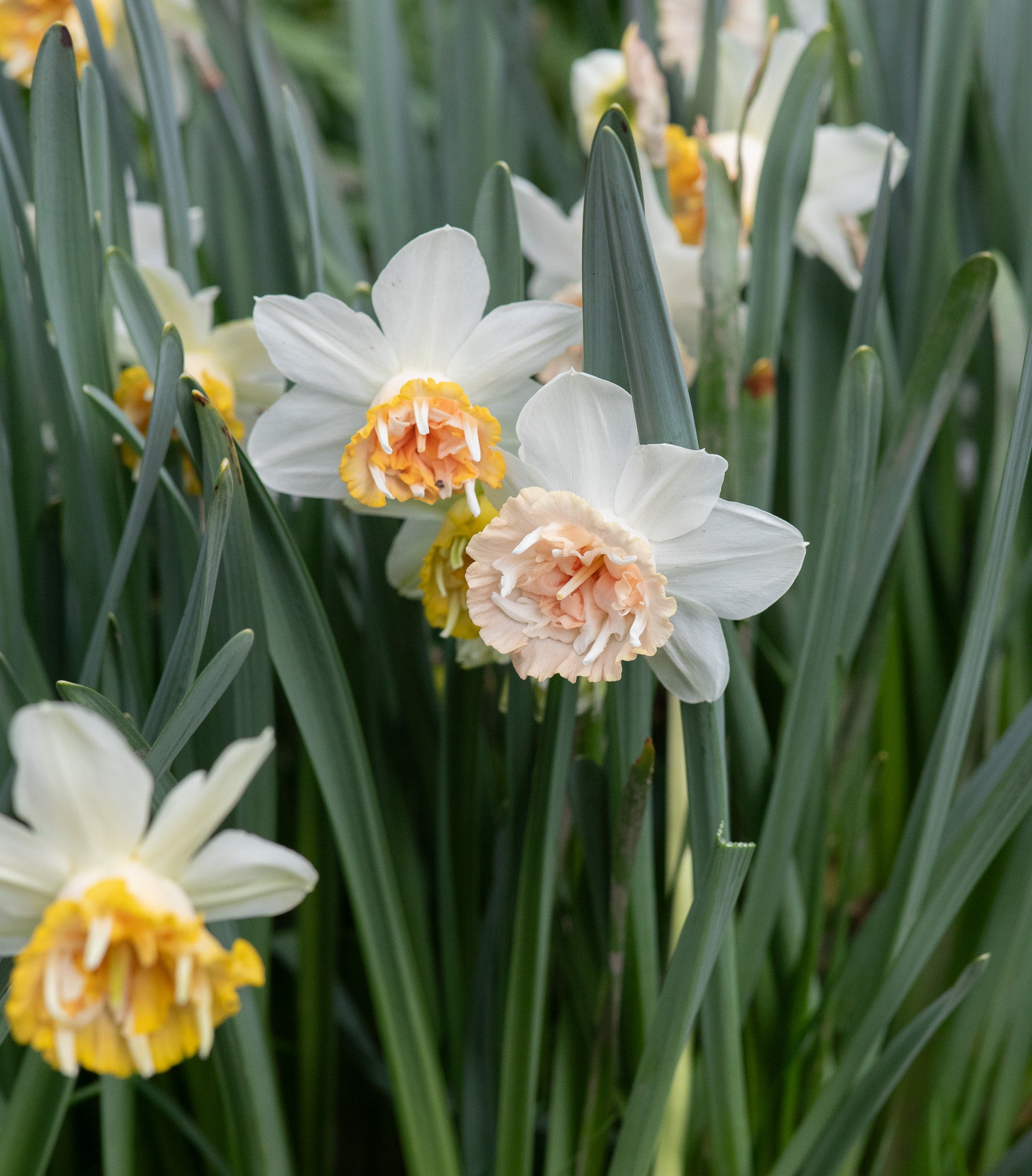 Narcissus Petite Four