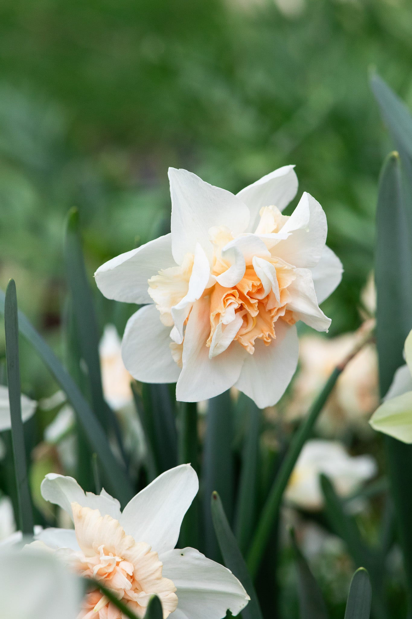 Narcissus Delnashaugh
