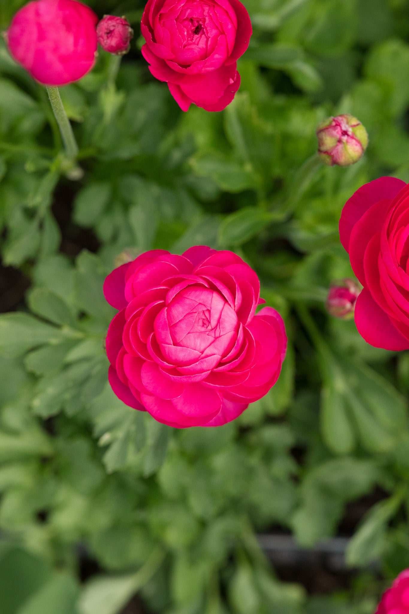 Ranunculus Amandine Bonbon