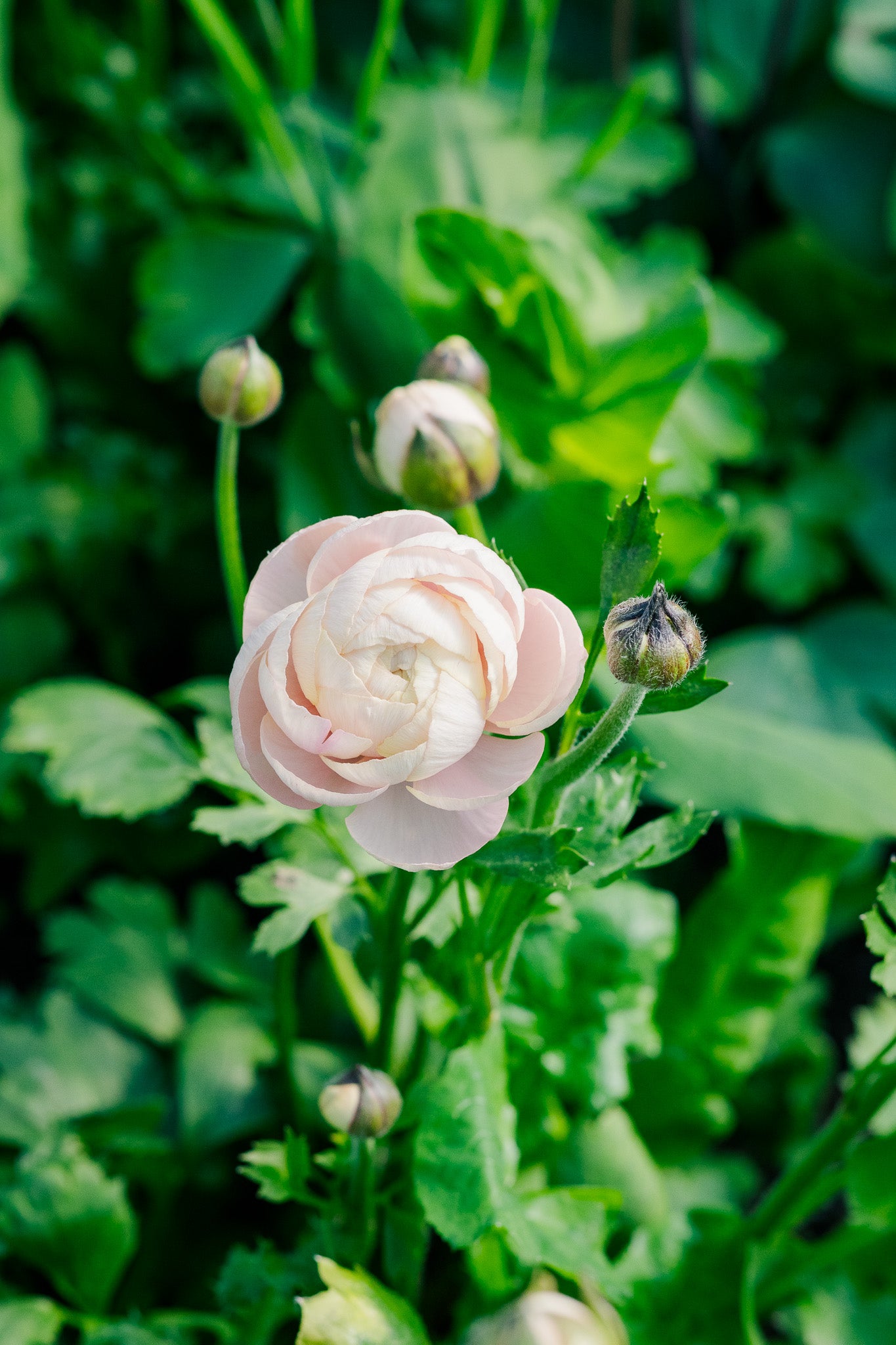 Ranunculus Clone Brilliant