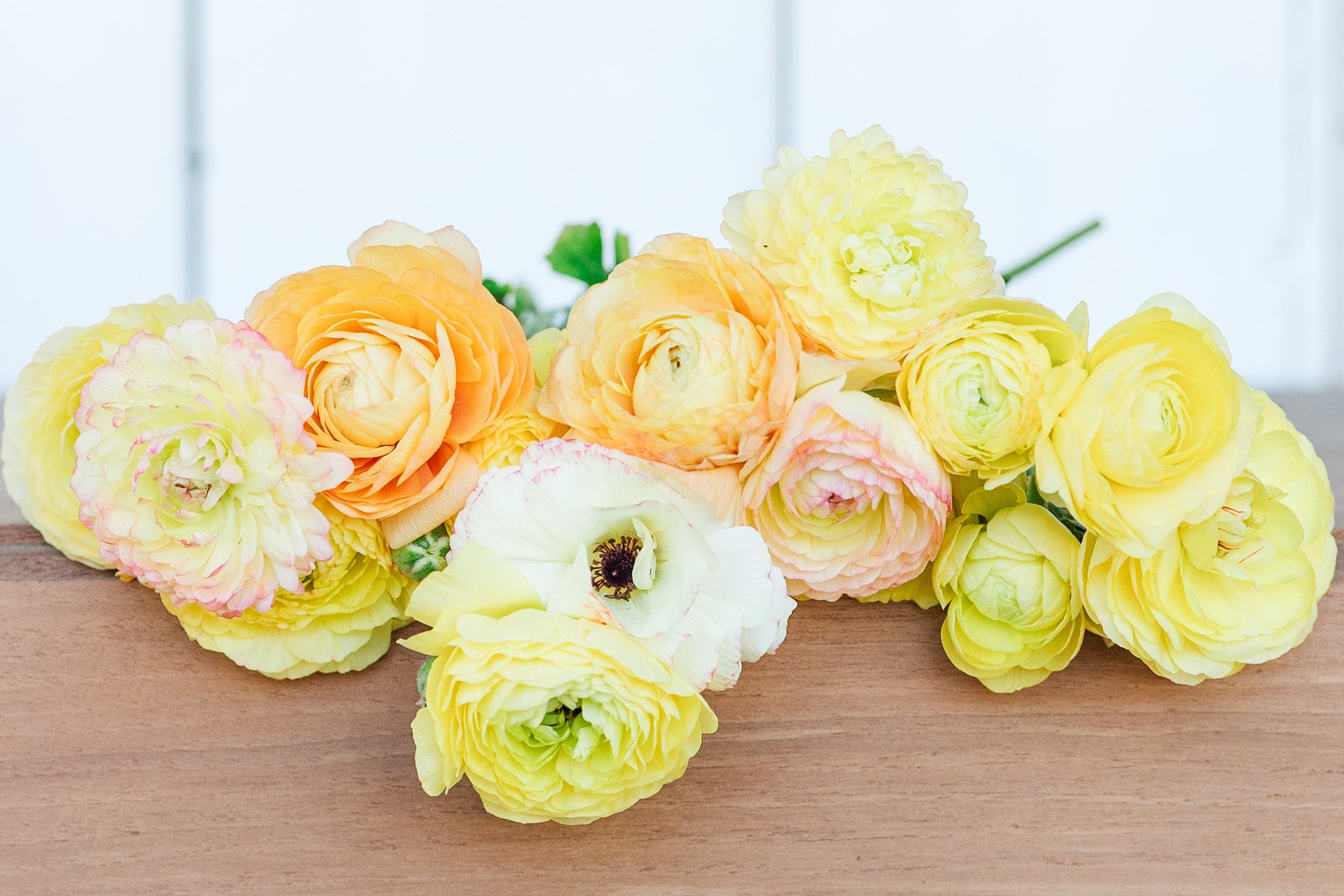 Ranunculus Amandine Pastel Lemon
