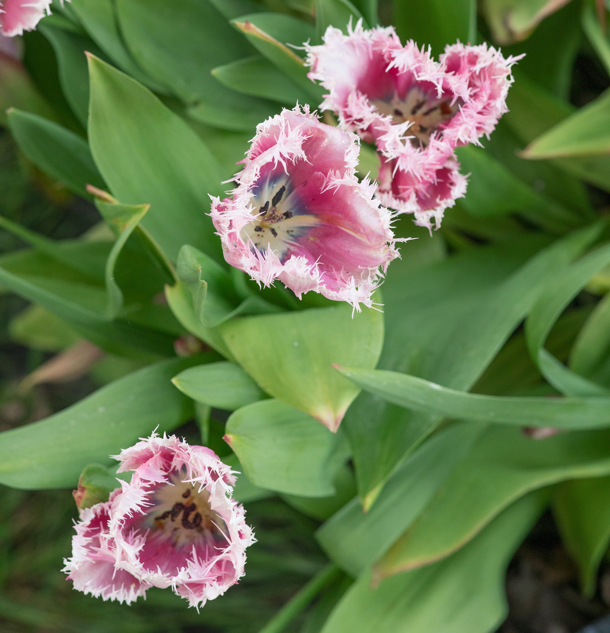 Tulip Paleis Het Loo
