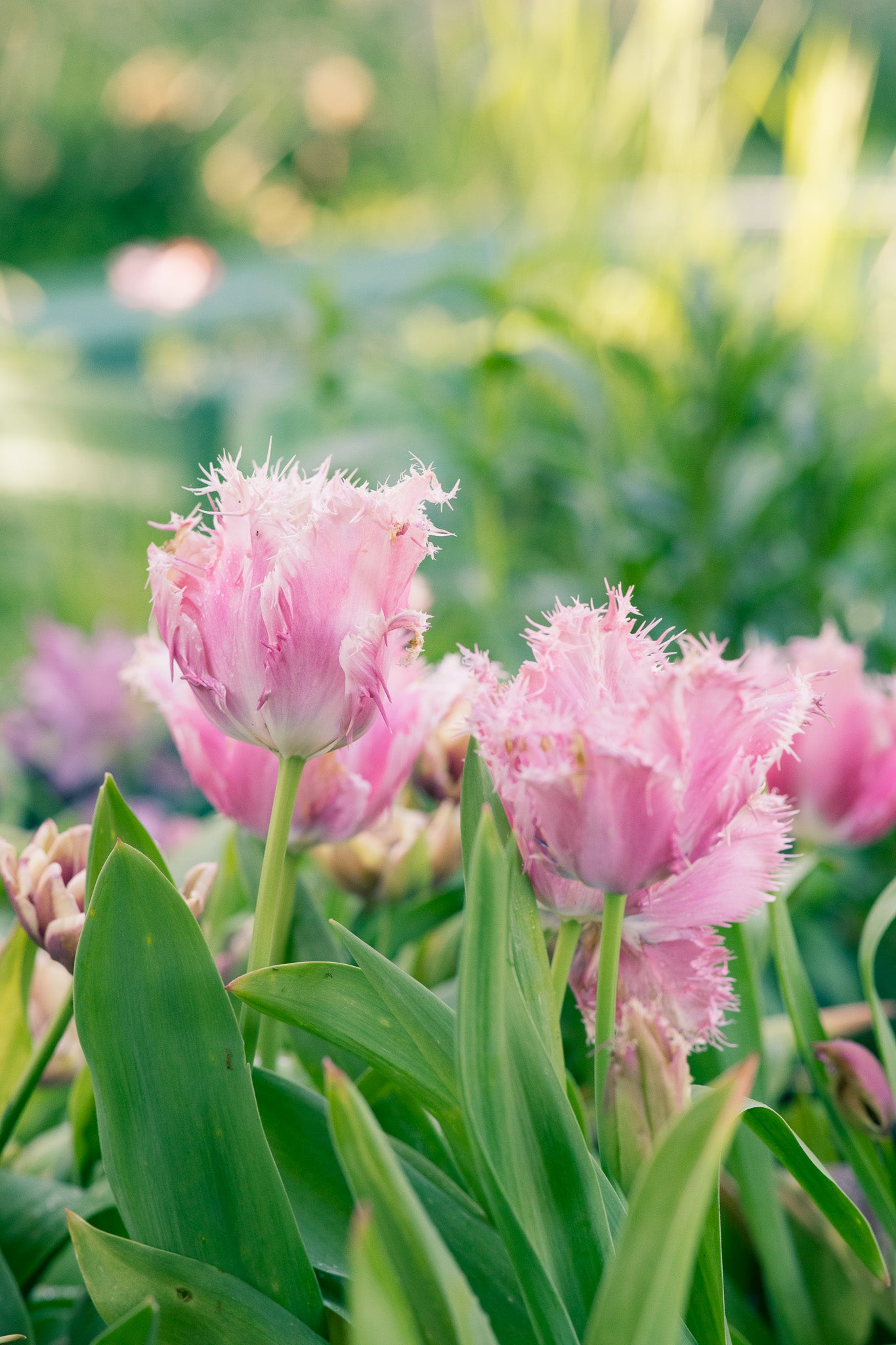 Tulip Paleis Het Loo