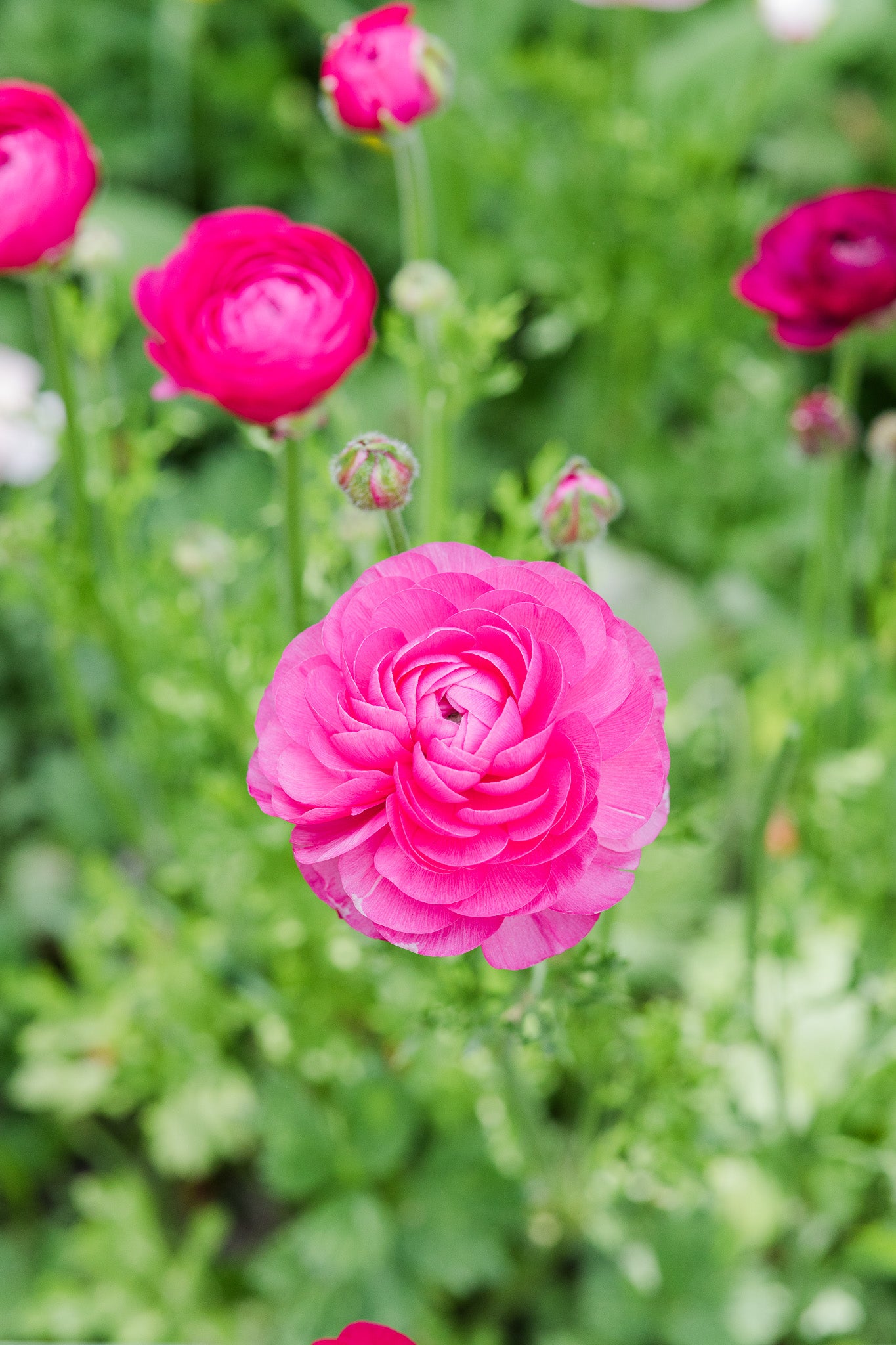 Ranunculus Amandine Rose