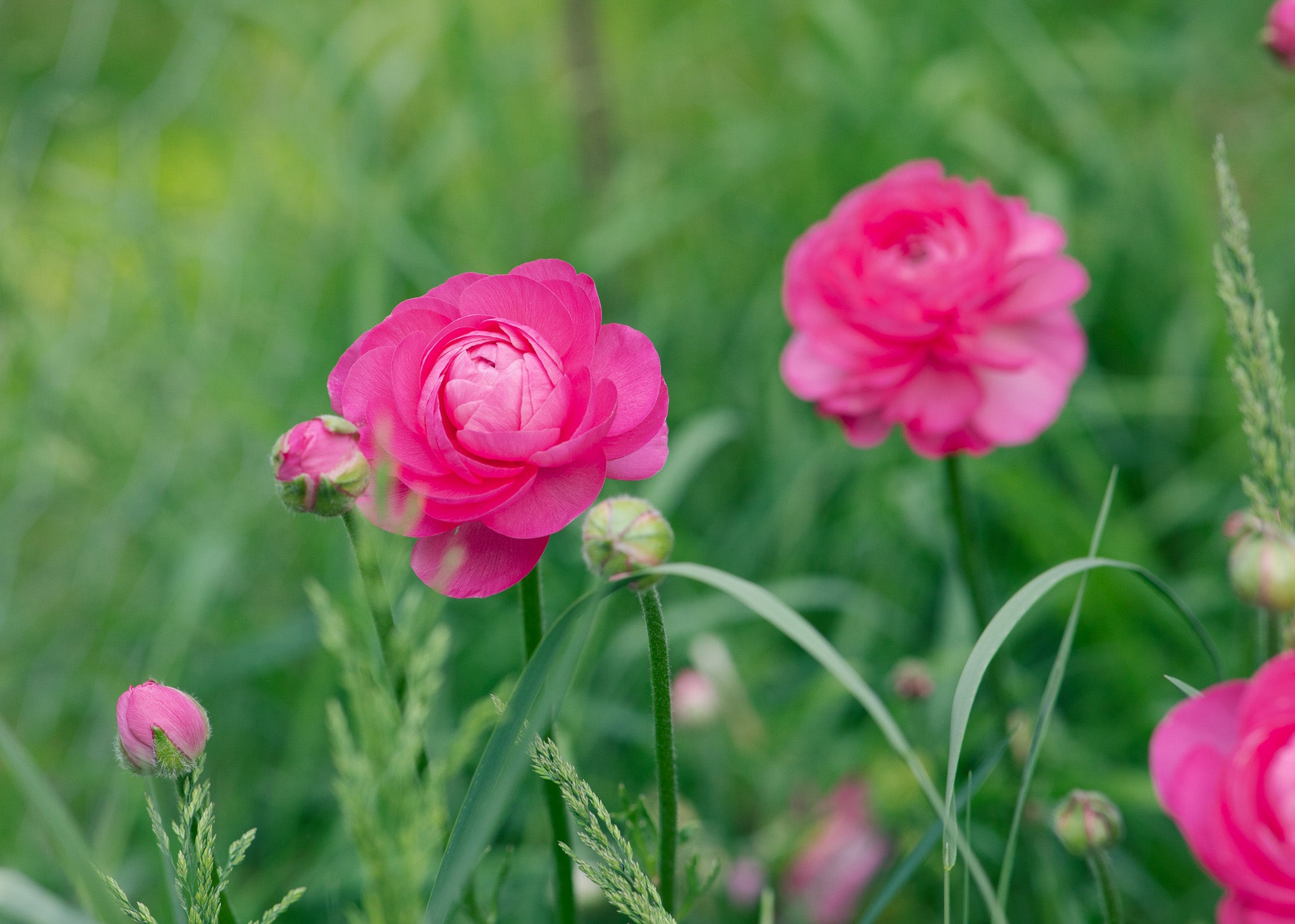 Ranunculus Amandine Rose