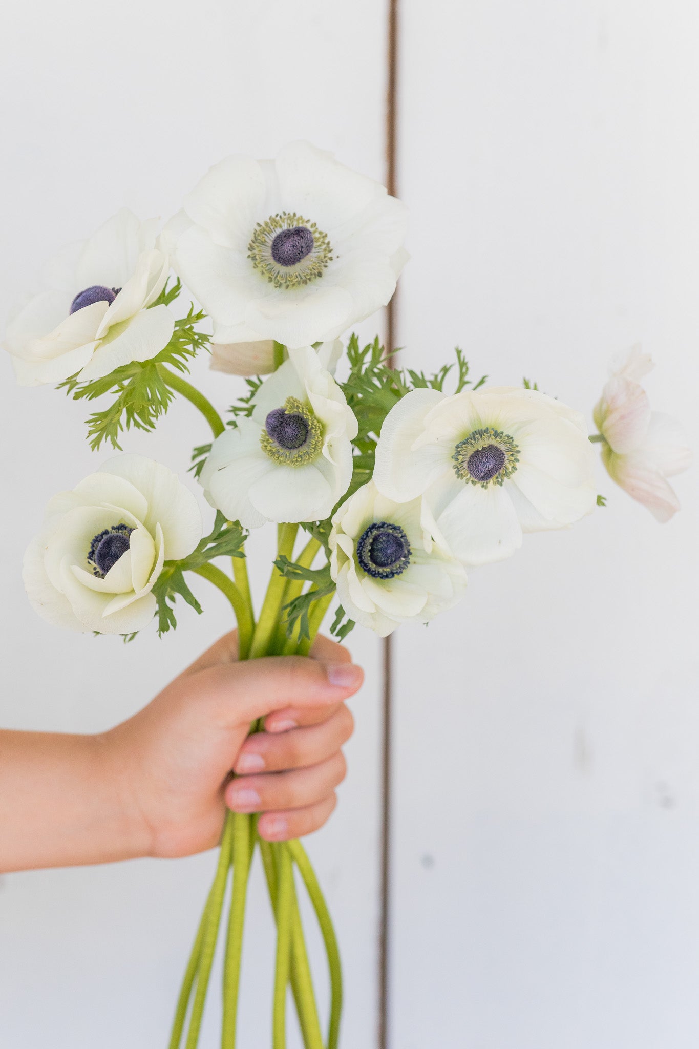 Anemone White