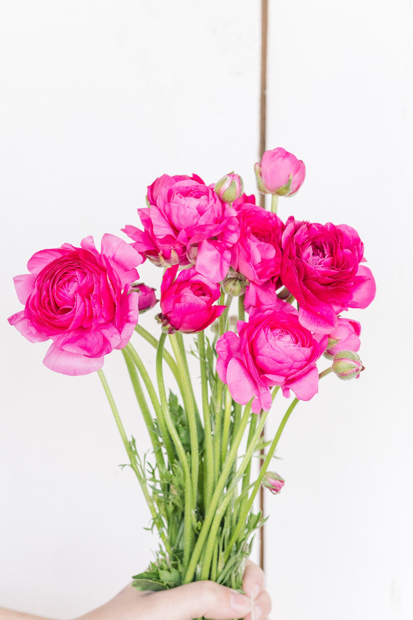 Ranunculus Amandine Rose