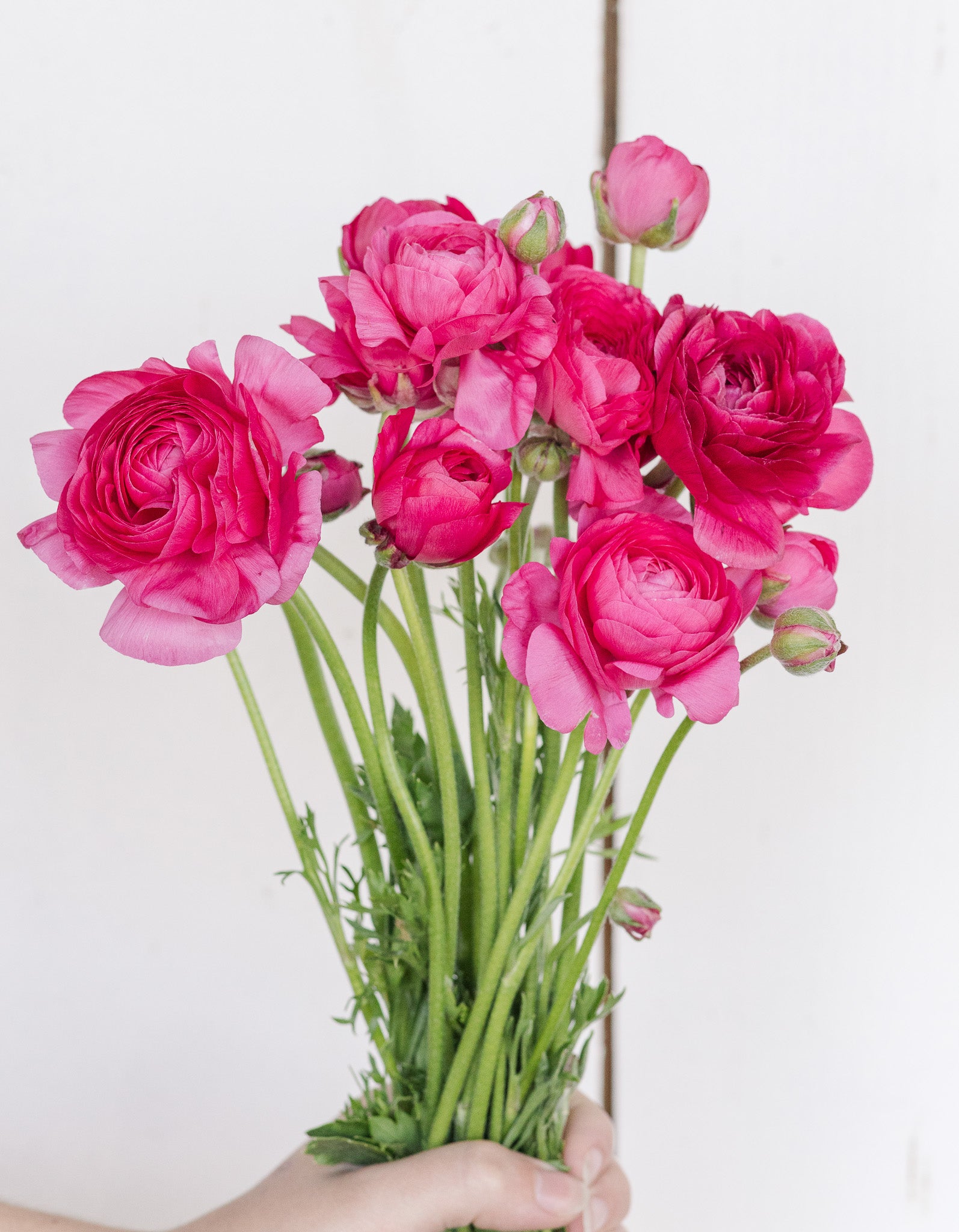 Ranunculus Amandine Rose
