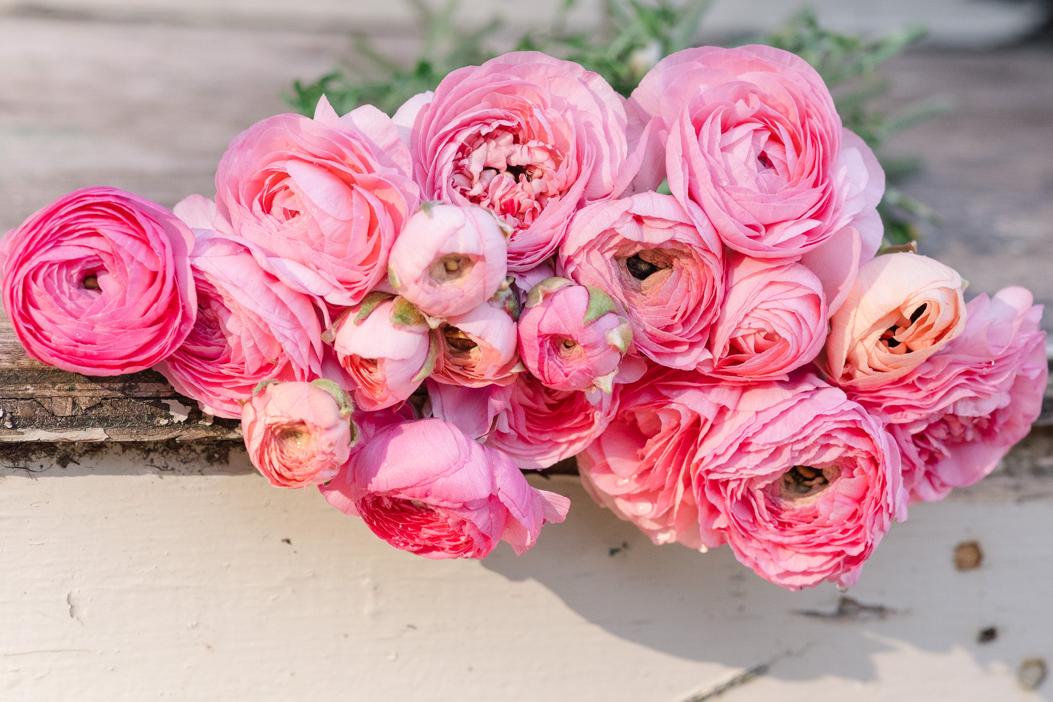 Ranunculus Amandine Pastel Pink