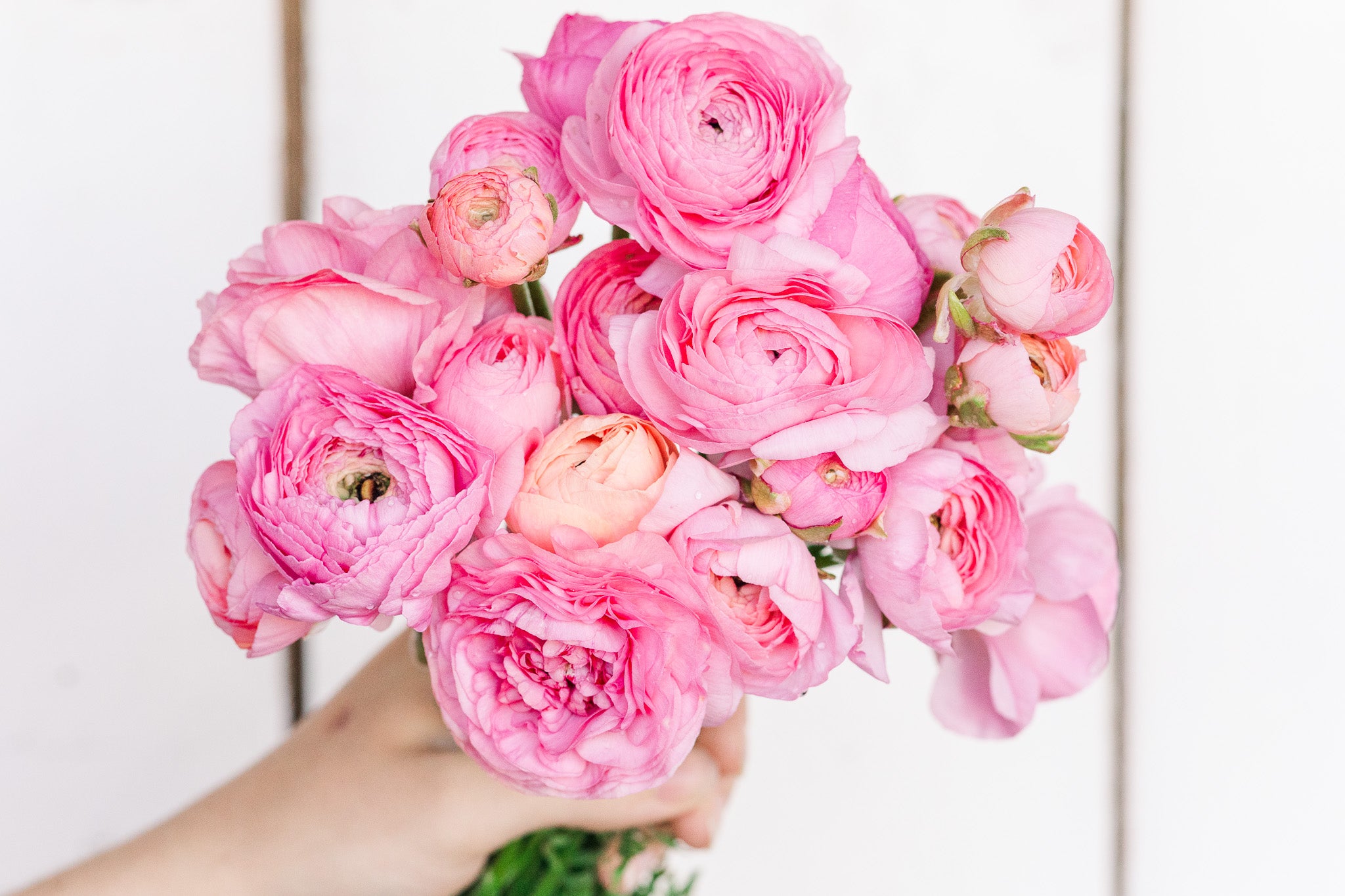 Ranunculus Amandine Pastel Pink