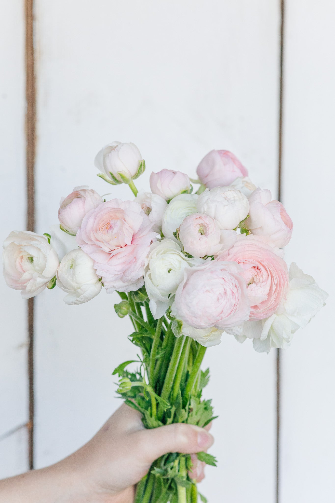 Ranunculus Amandine Chamallow