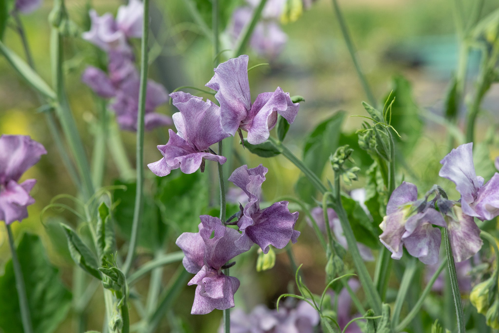 Sweet Pea David Tostevin