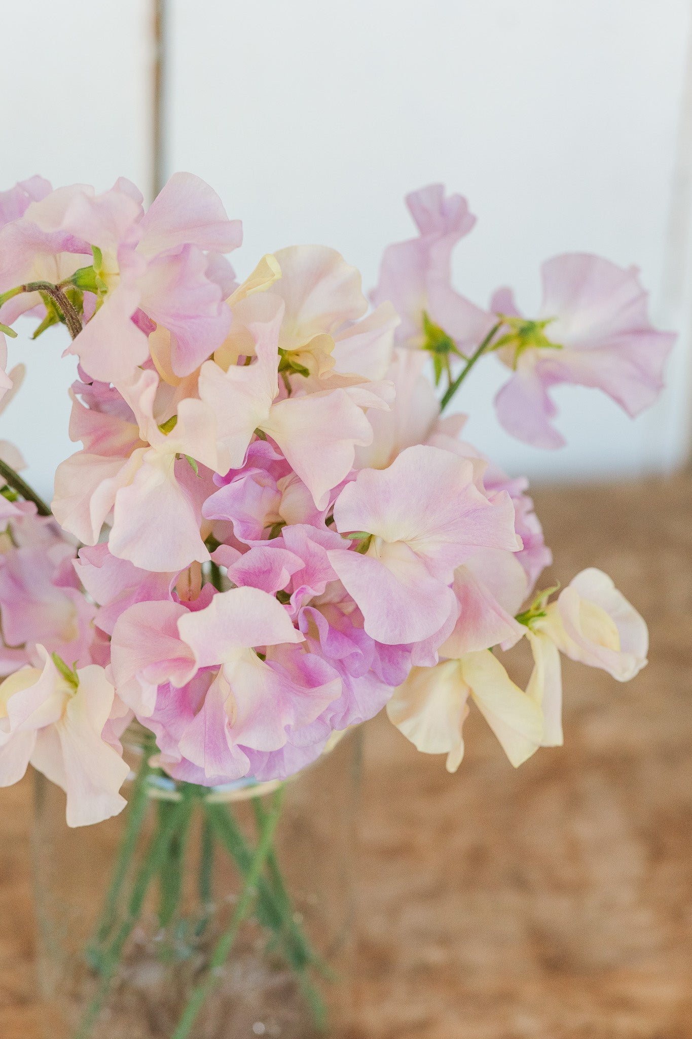 Sweet Pea Gerry Cullinan