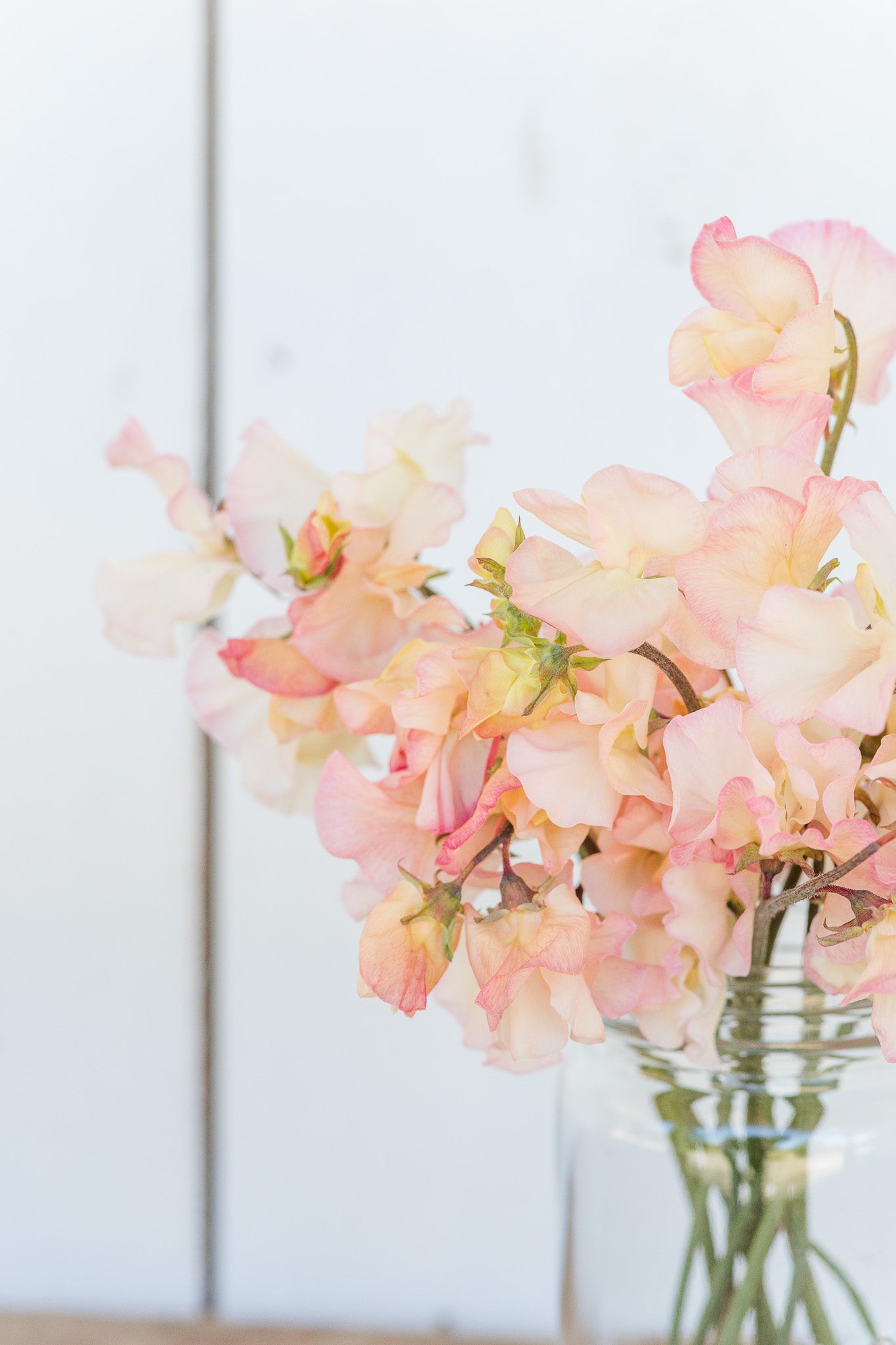 Sweet Pea Monarch's Diamond