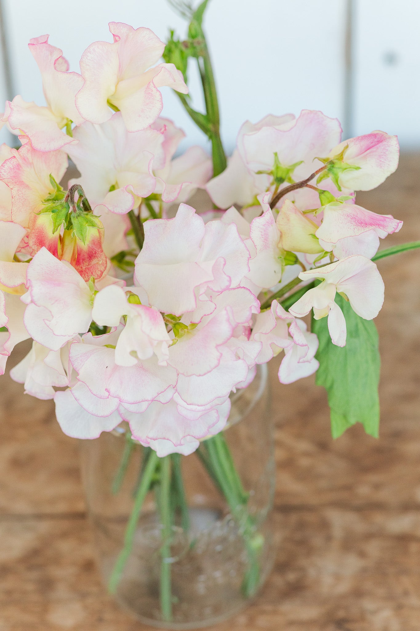 Sweet Pea Queen of Hearts