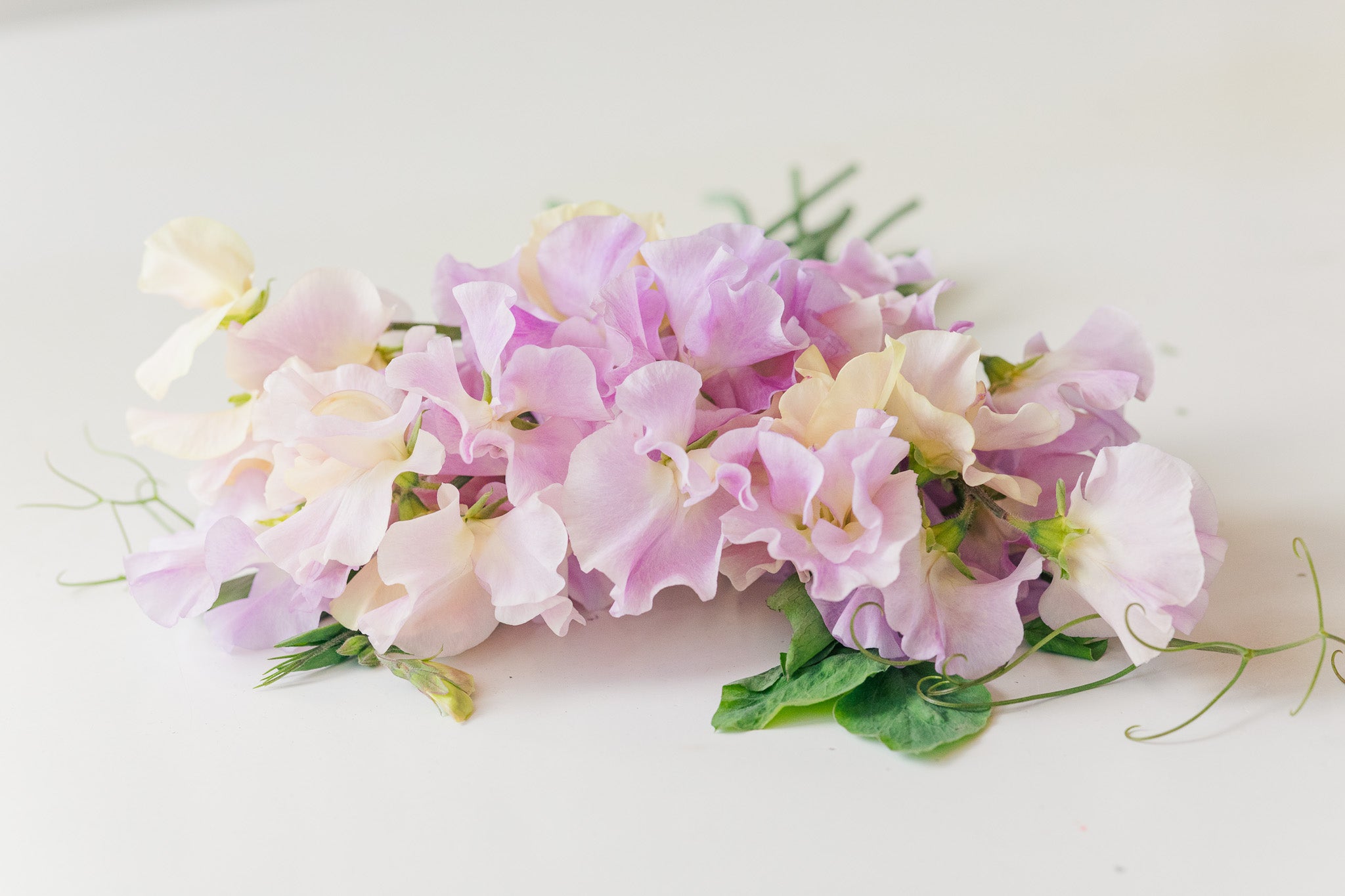 Sweet Pea Gerry Cullinan
