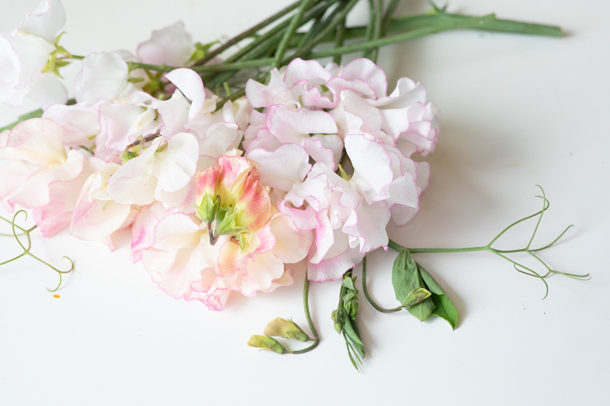 Sweet Pea Queen of Hearts