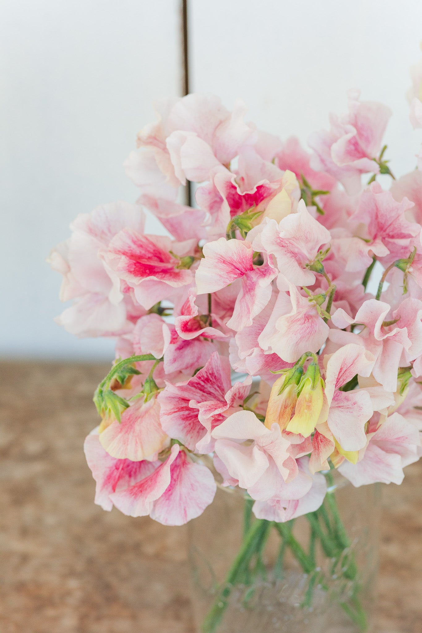 Sweet Pea Scarlet Flake