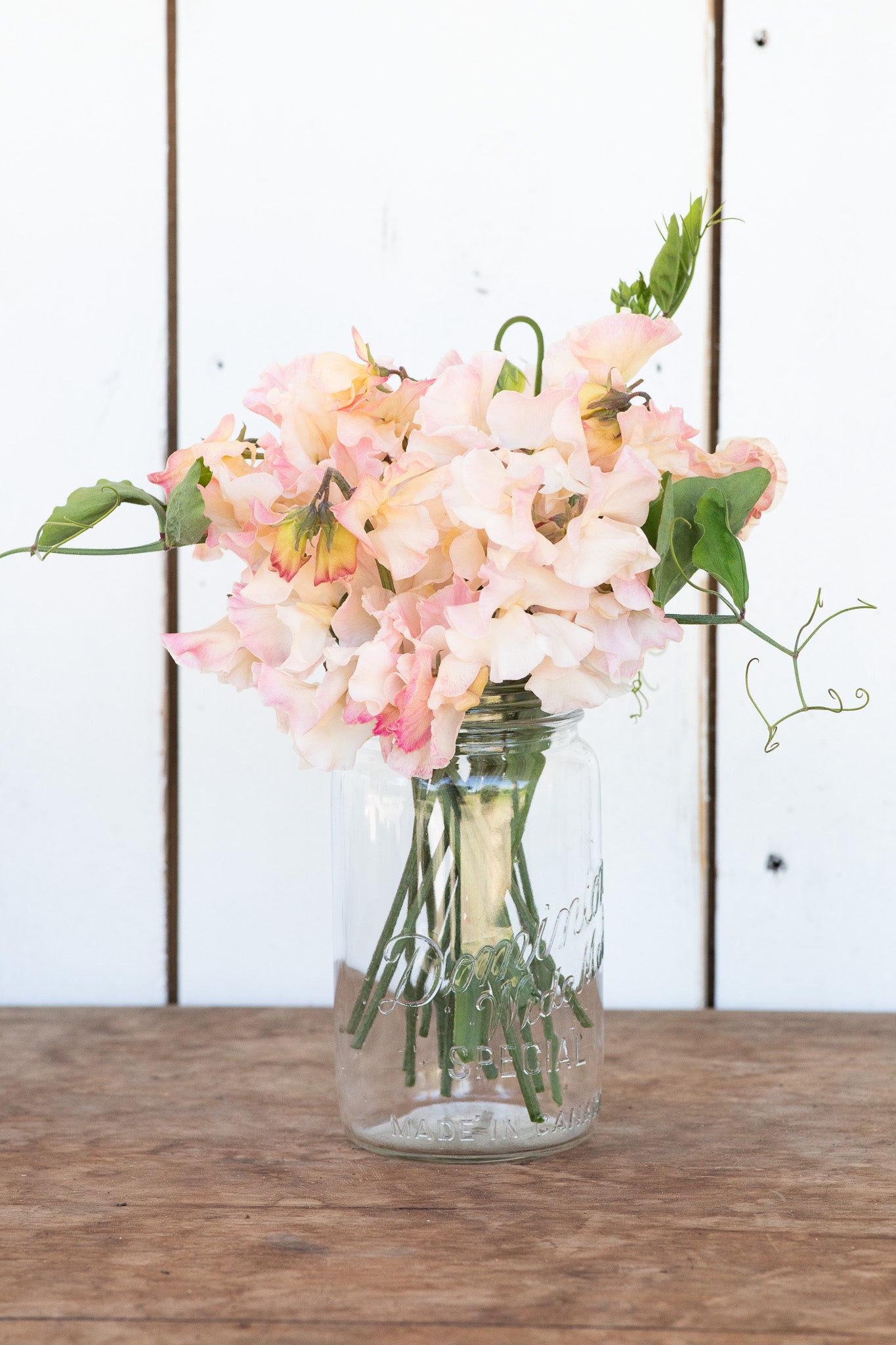 Sweet Pea Mollie Rilstone