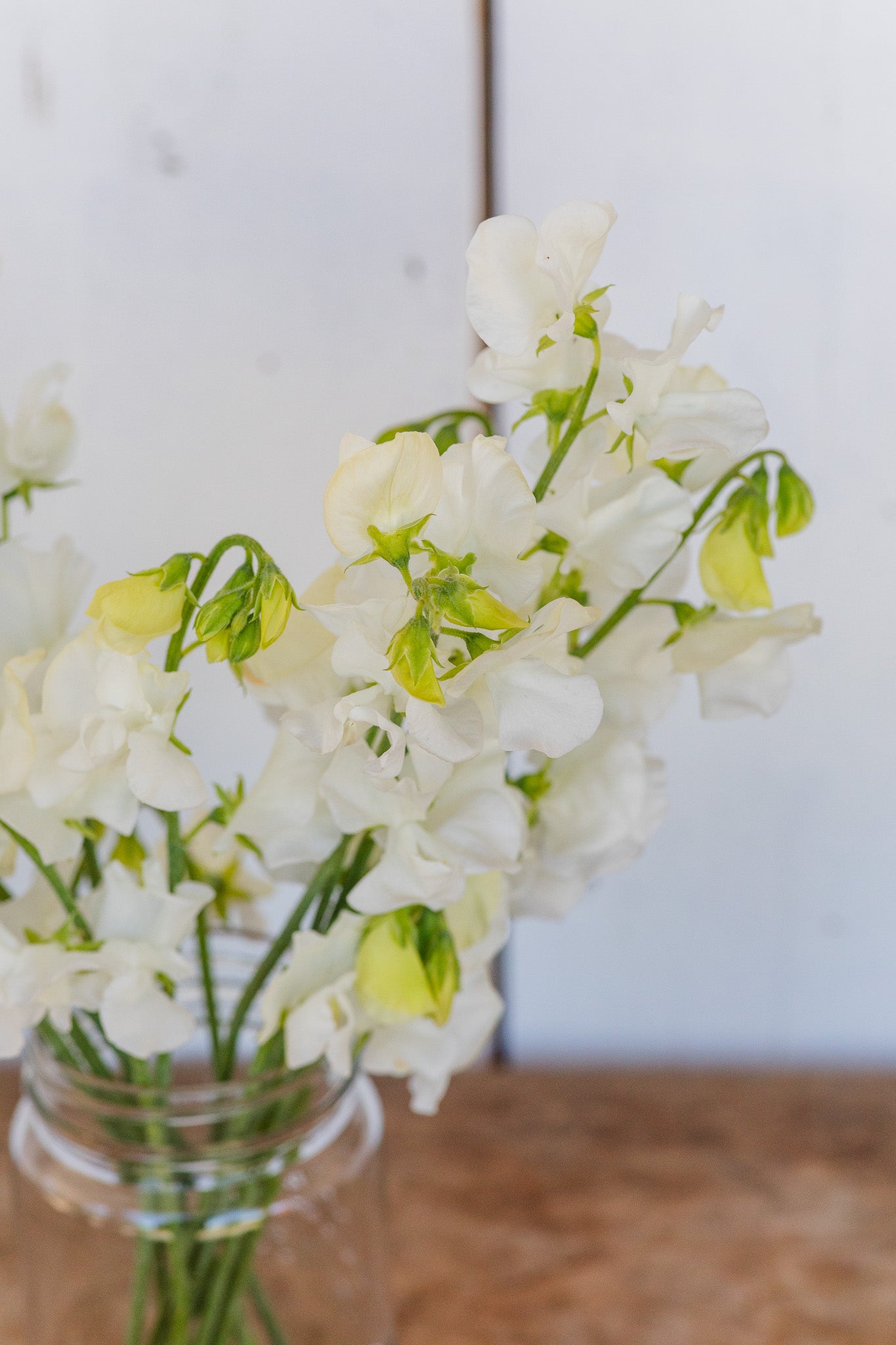 Sweet Pea Aphrodite