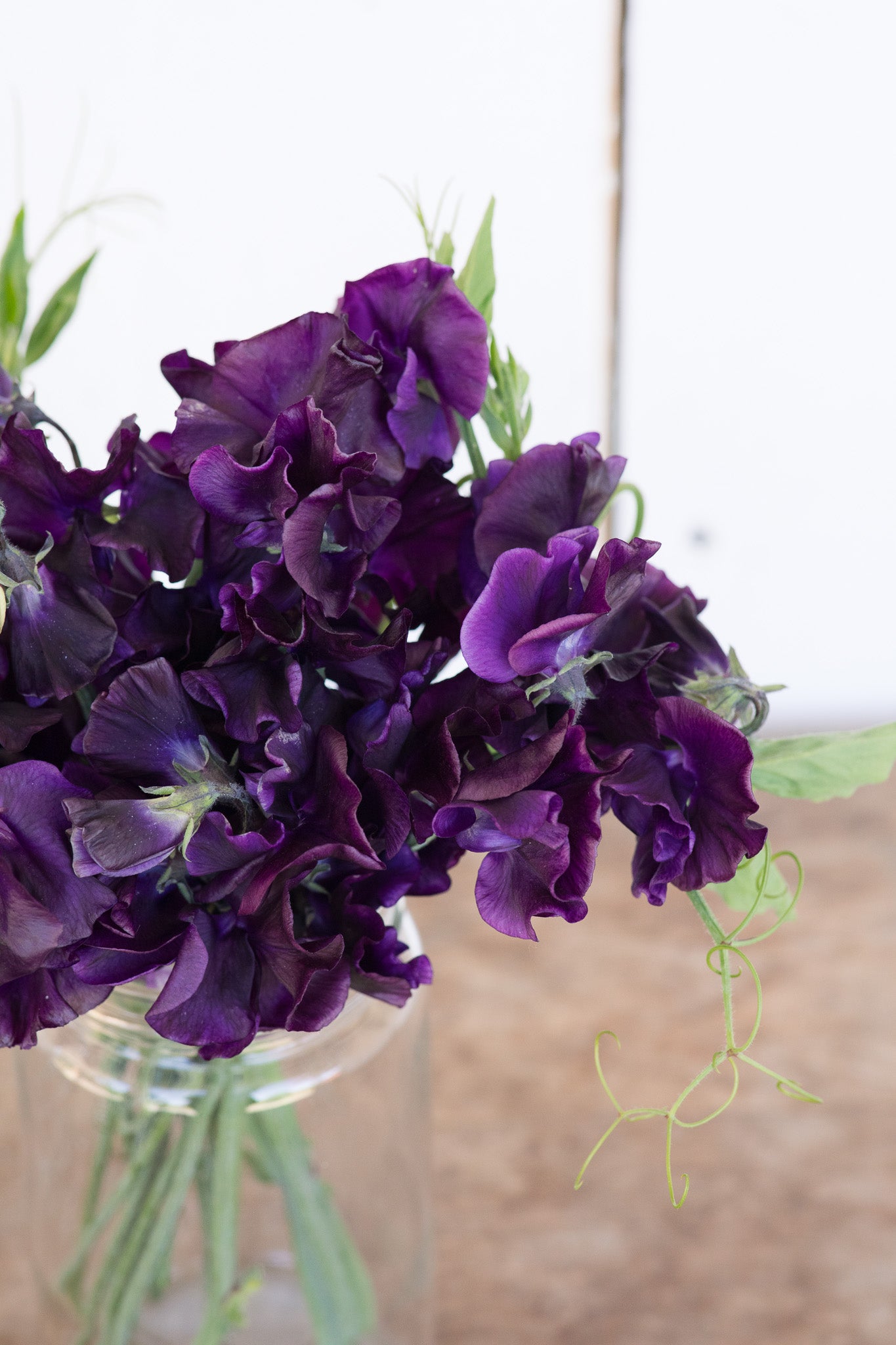 Sweet Pea Welcome to Yorkshire