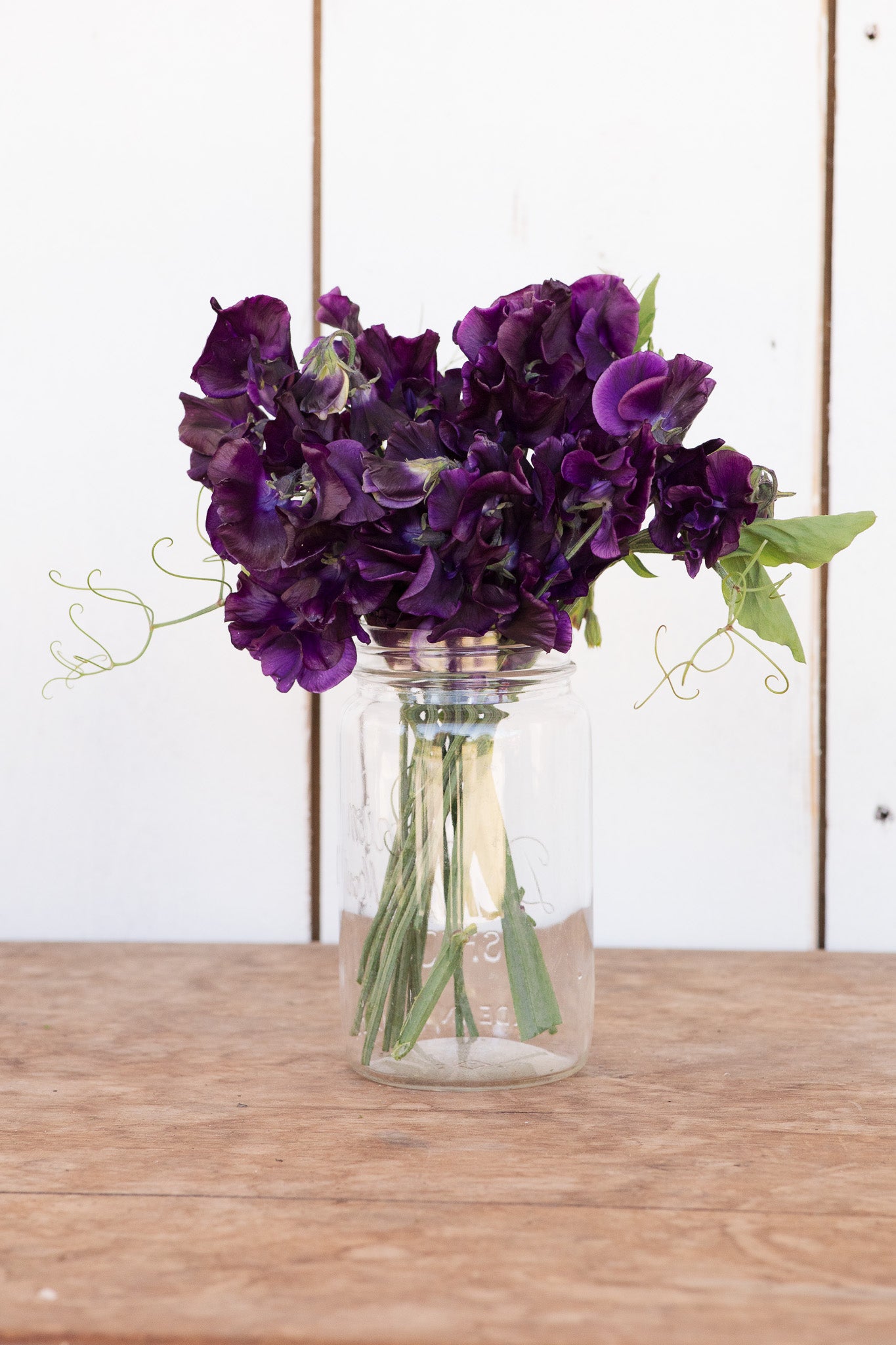 Sweet Pea Welcome to Yorkshire