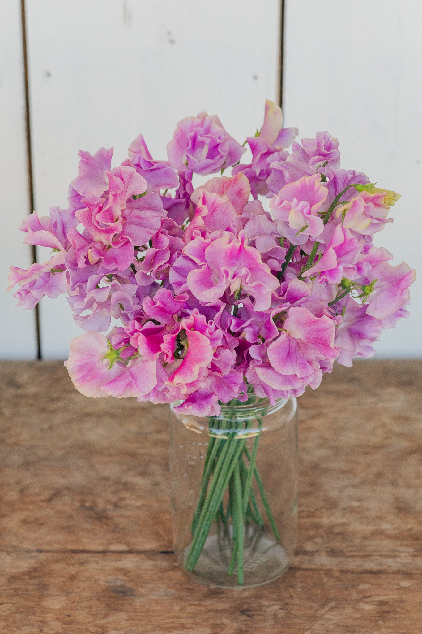 Sweet Pea Bobby Chisholm