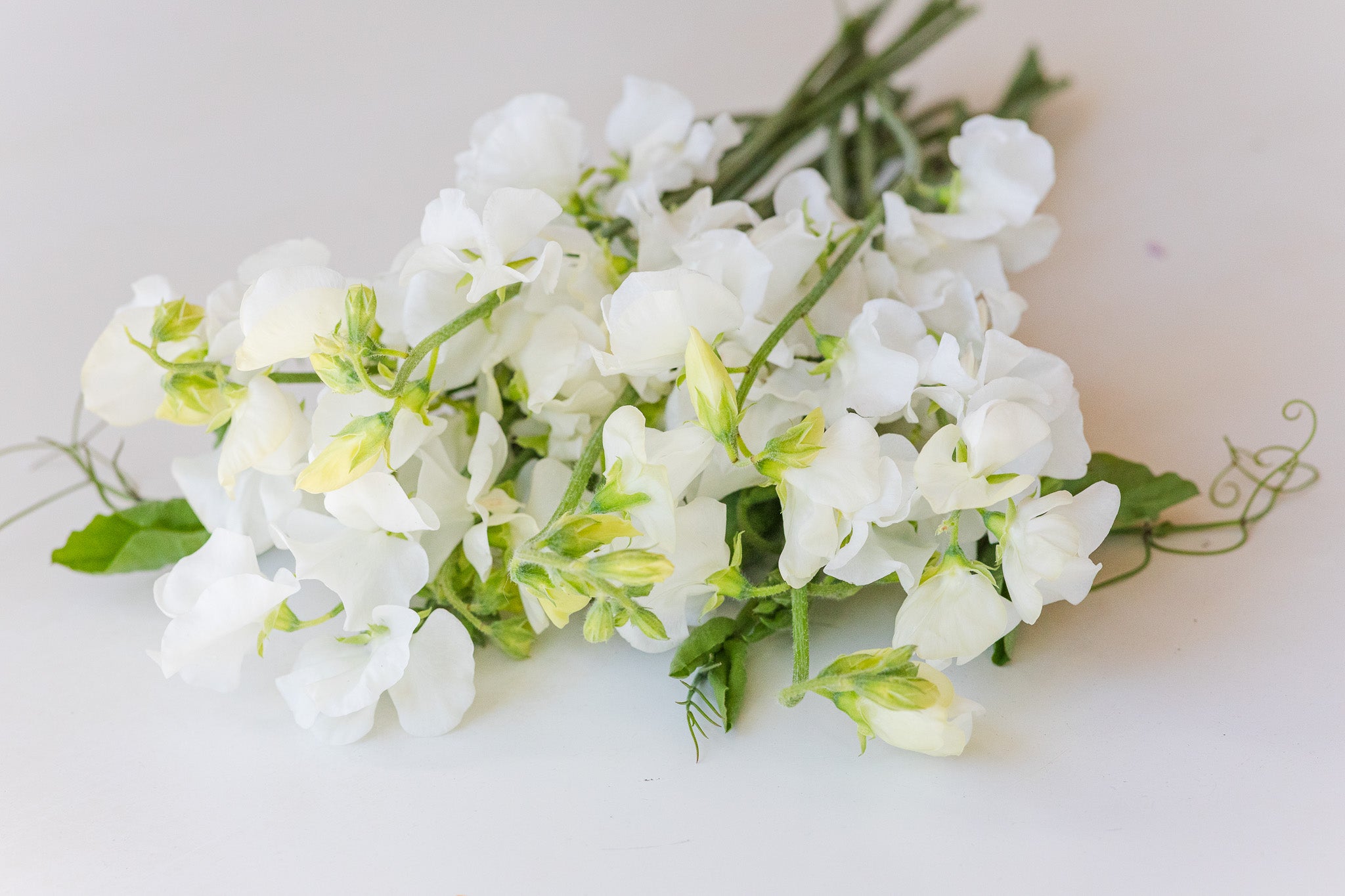 Sweet Pea Aphrodite