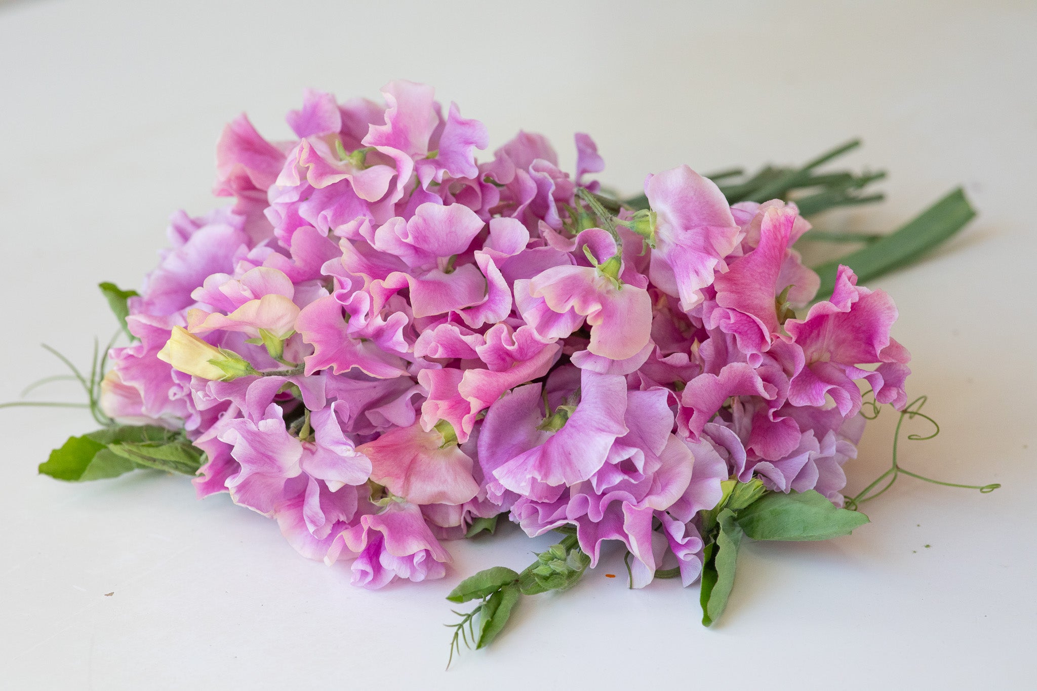 Sweet Pea Bobby Chisholm
