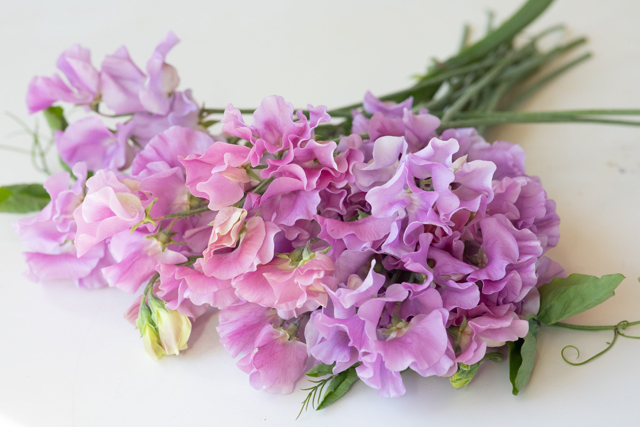 Sweet Pea Kings Coronation