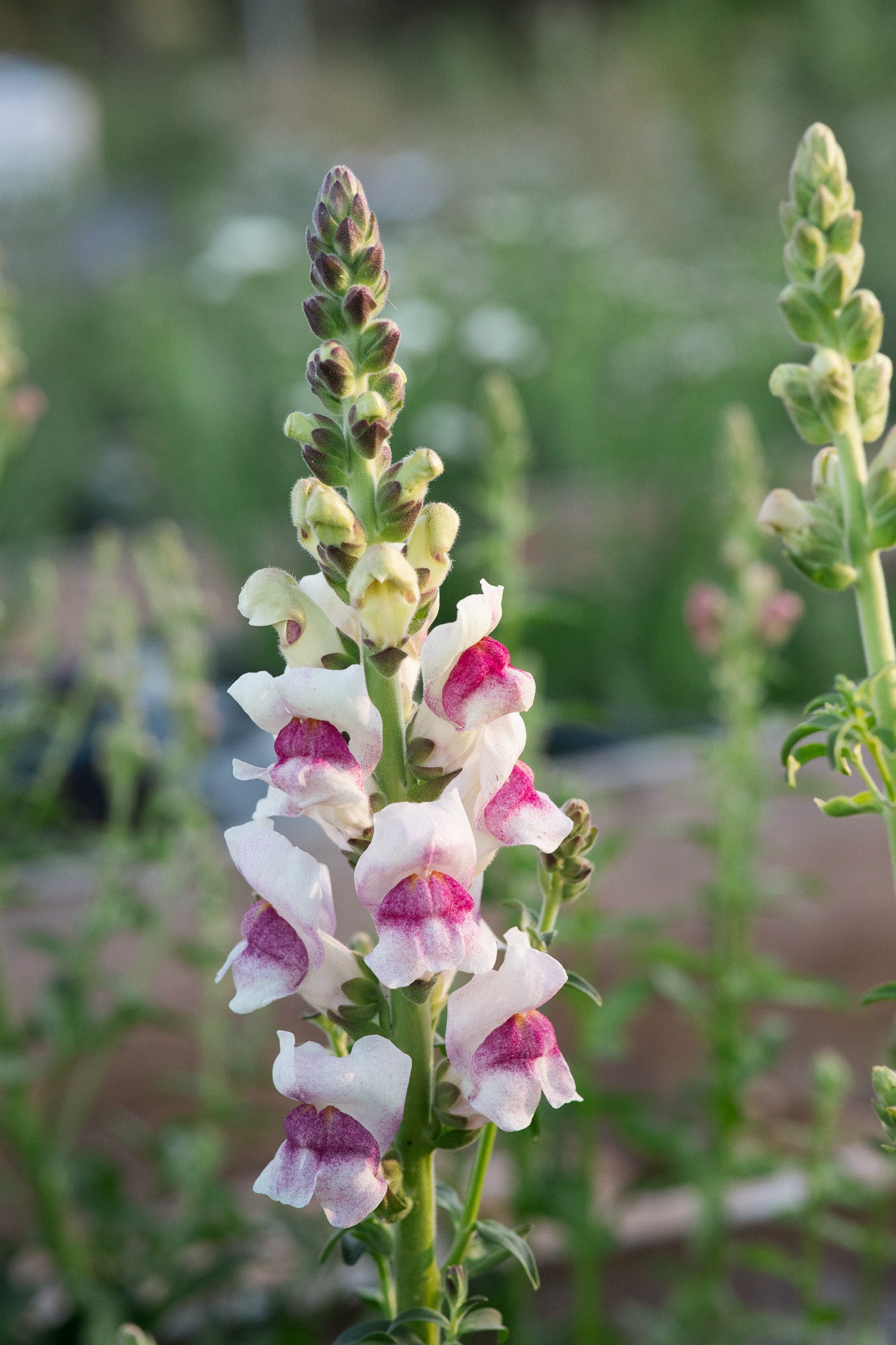 Snapdragon Potomac Plumblossom
