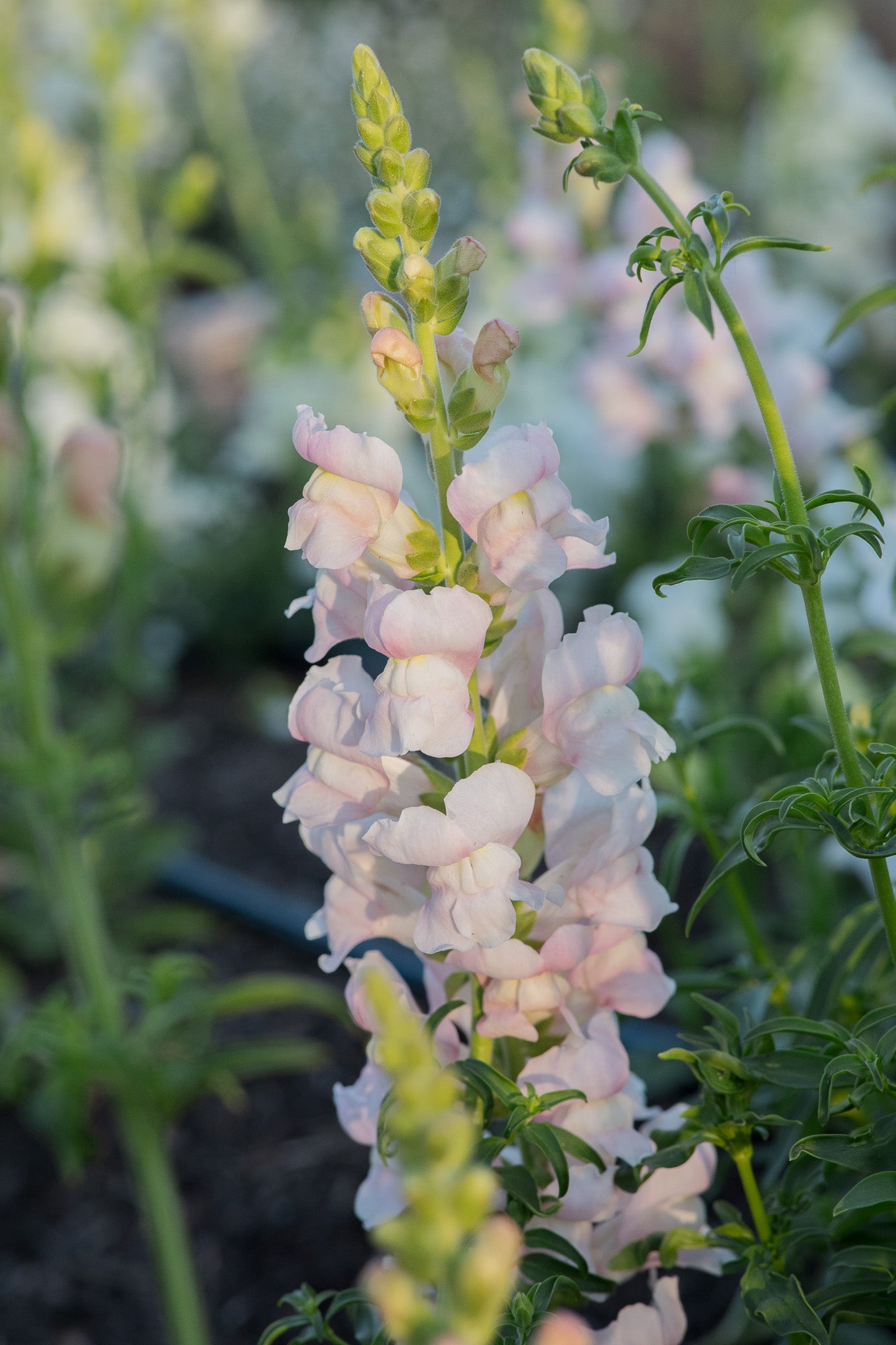 Snapdragon Avignon Pink