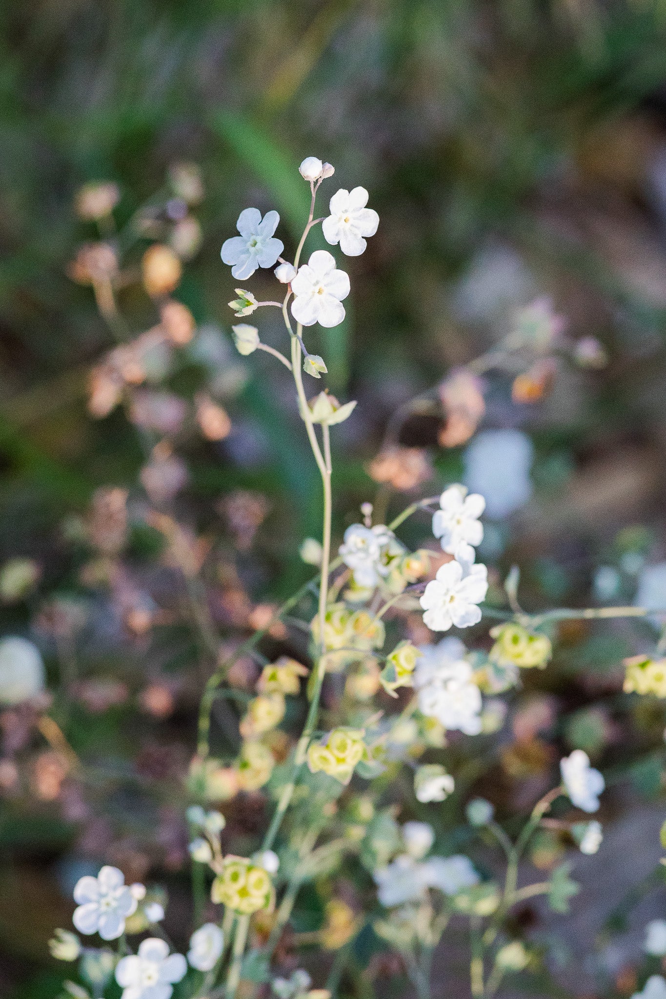 Omphalodes Argentine Forget Me Not