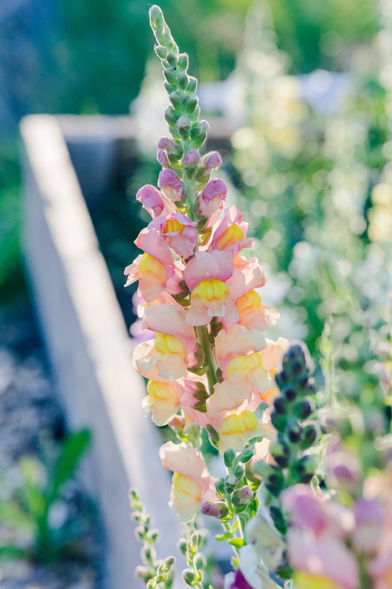 Snapdragon Antibes Apricot