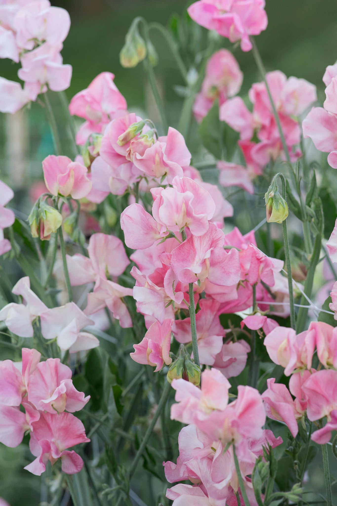 Sweet Pea Susan Burgess