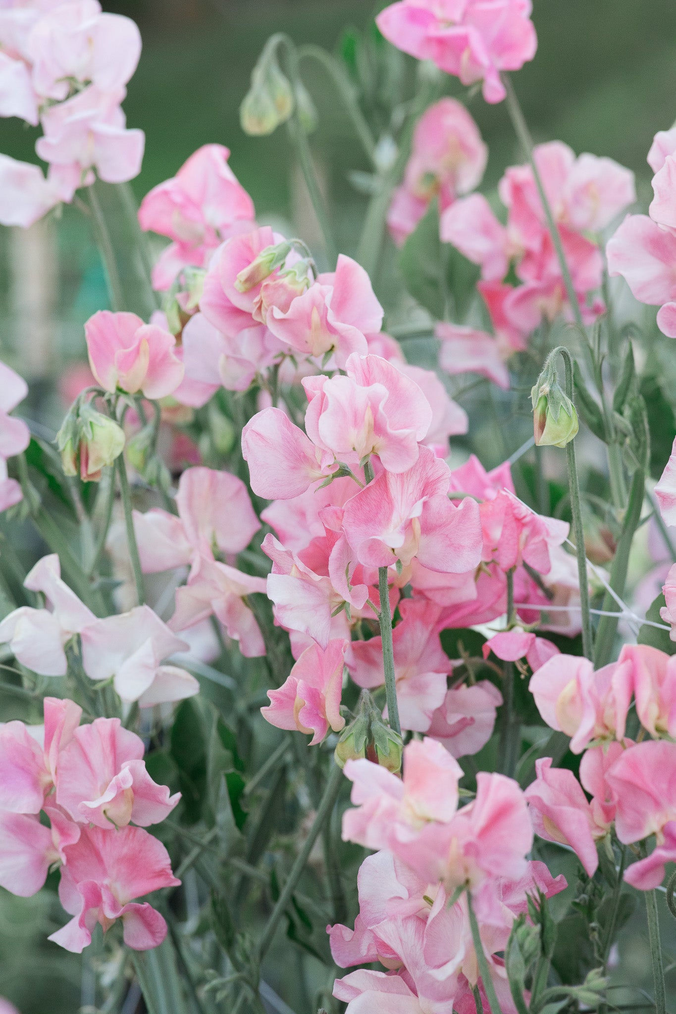 Sweet Pea Susan Burgess
