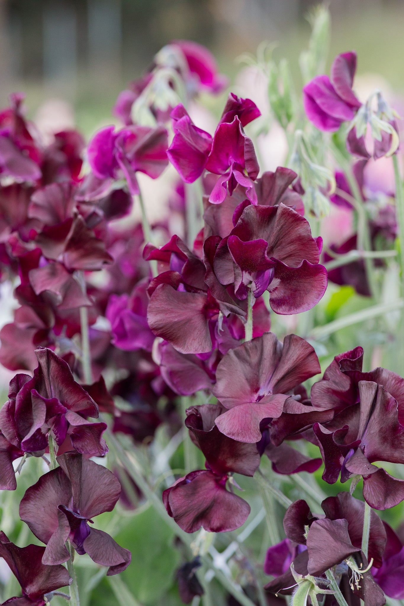 Sweet Pea Pip's Maroon