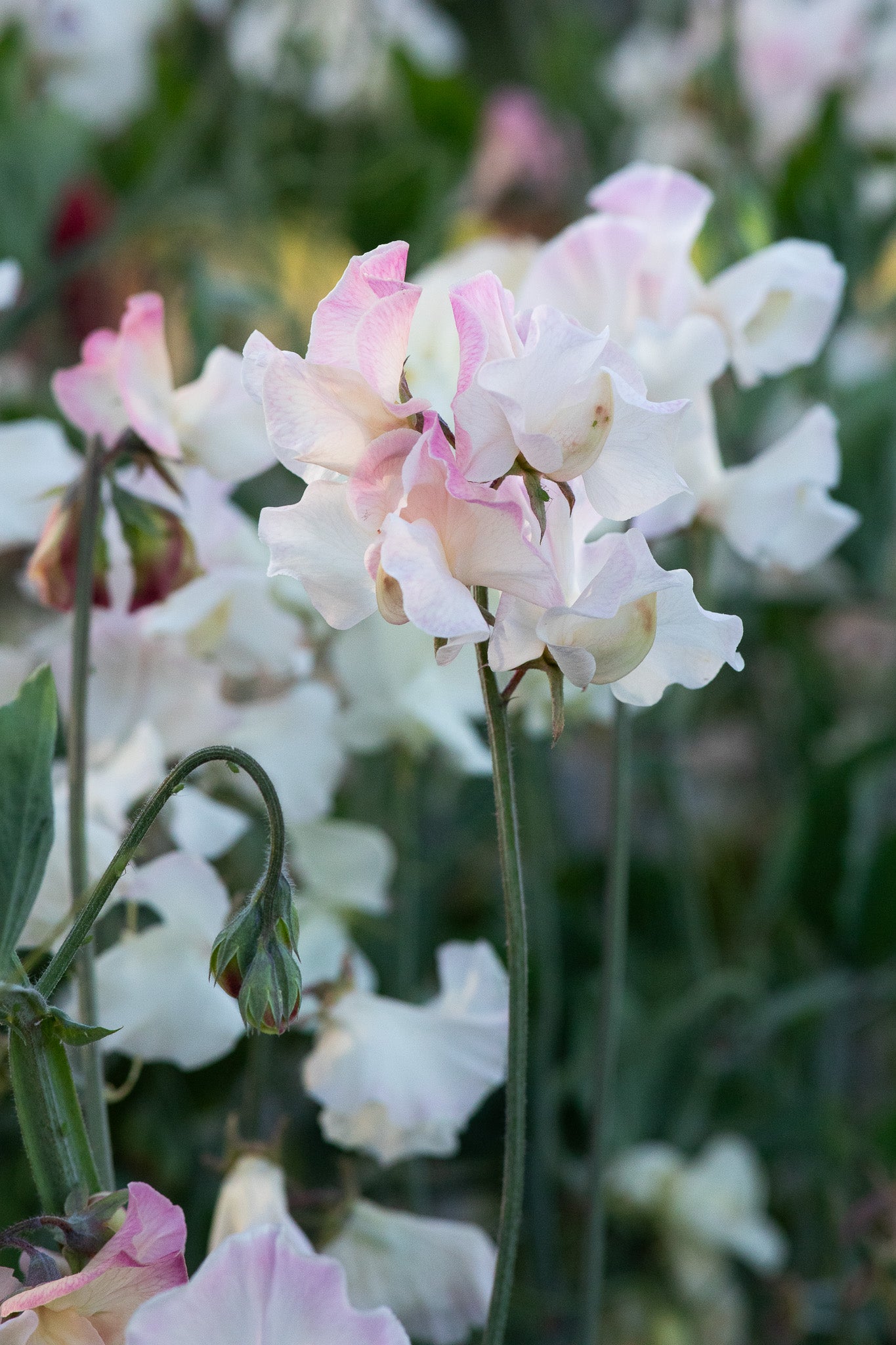 Sweet Pea Mollie Rilstone