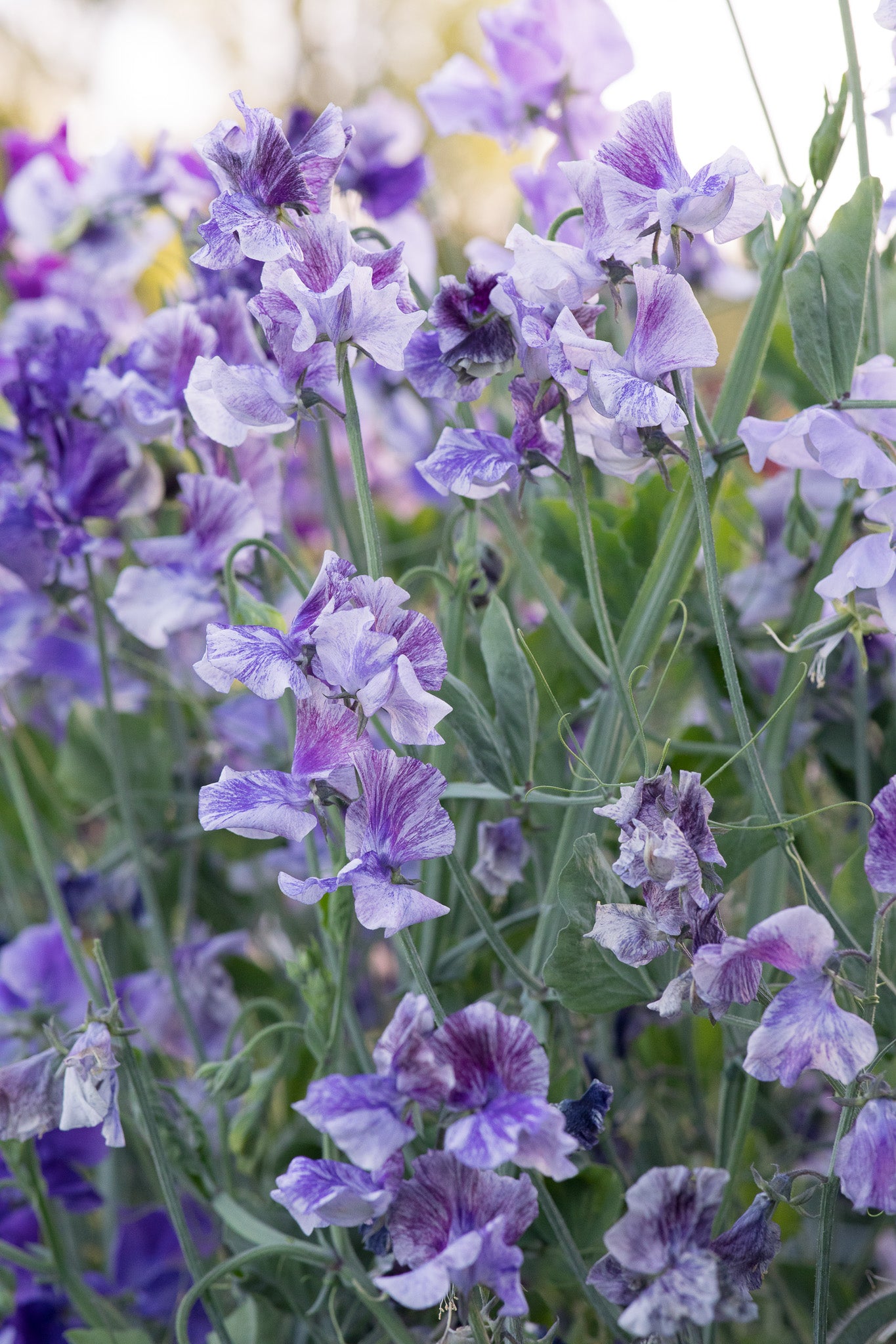 Sweet Pea Earl Grey
