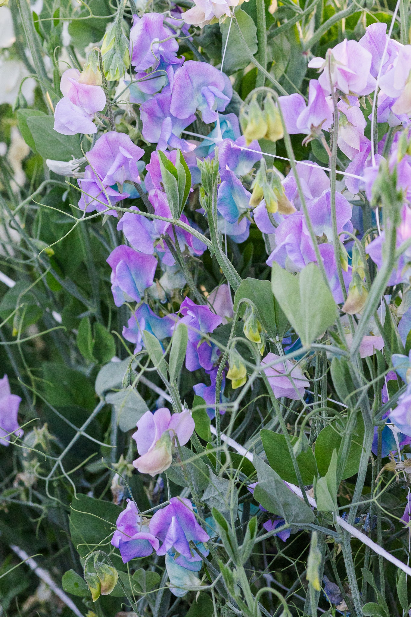 Sweet Pea Turquoise Lagoon