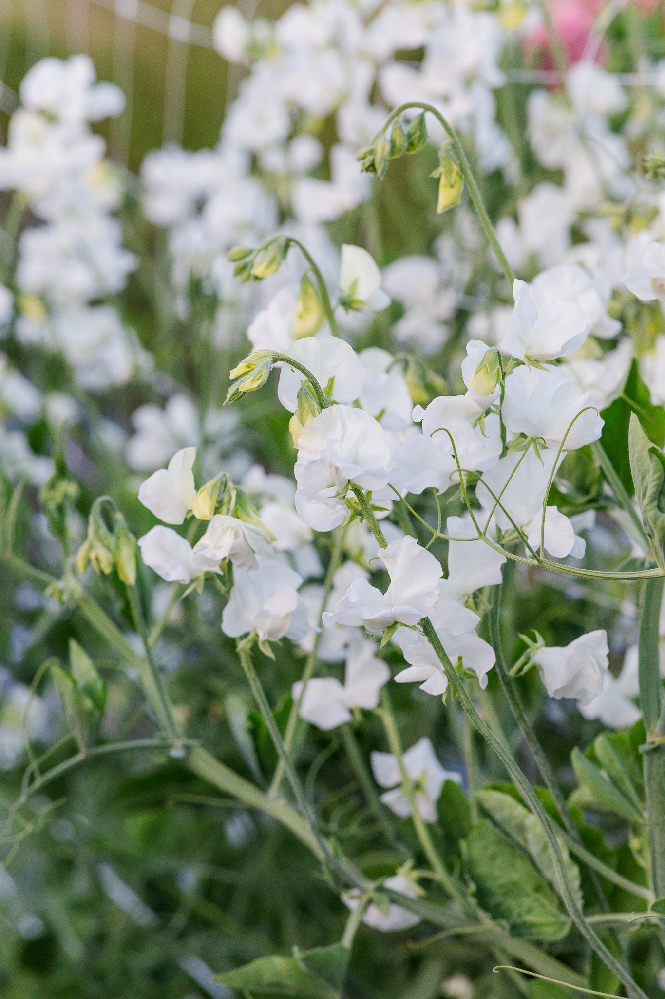 Sweet Pea Aphrodite