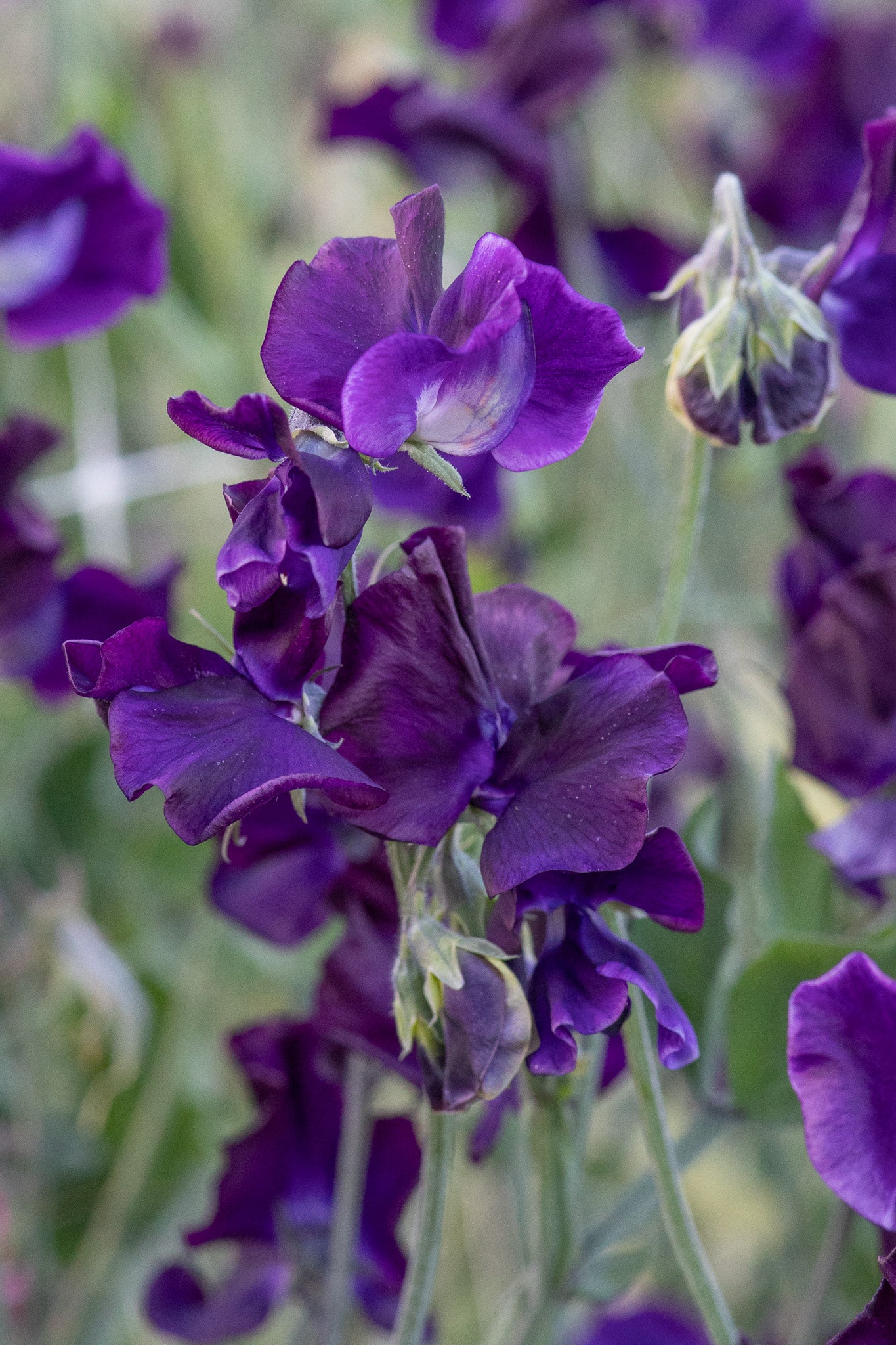 Sweet Pea Just Jenny
