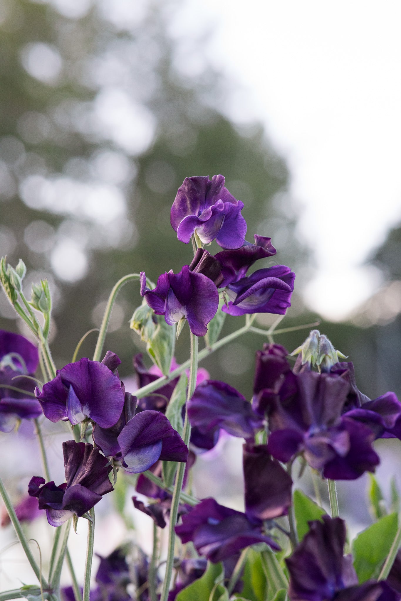 Sweet Pea Just Jenny