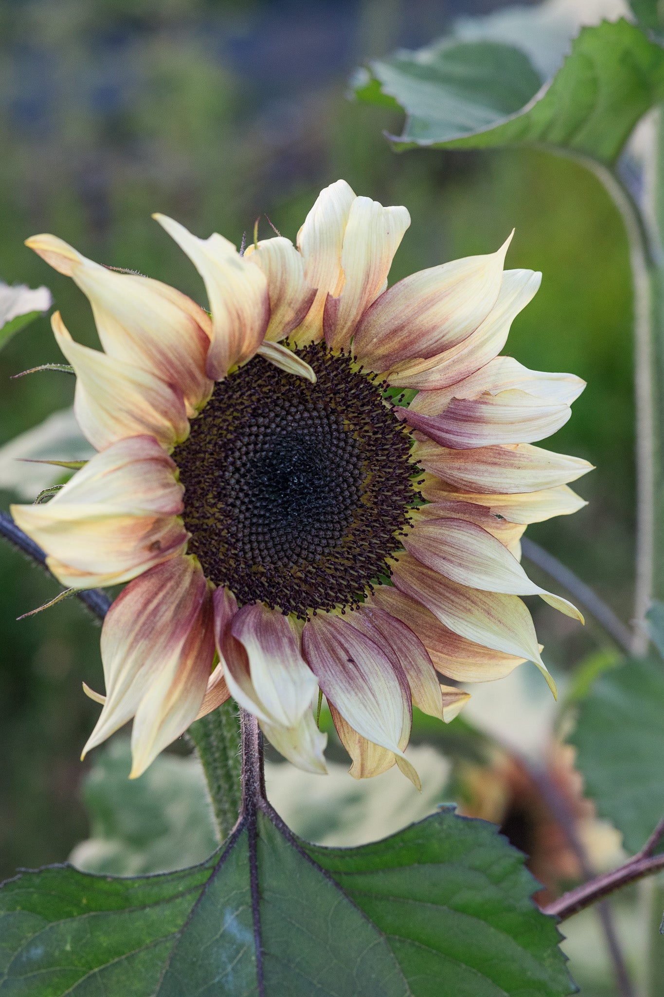 Sunflower Procut Plum
