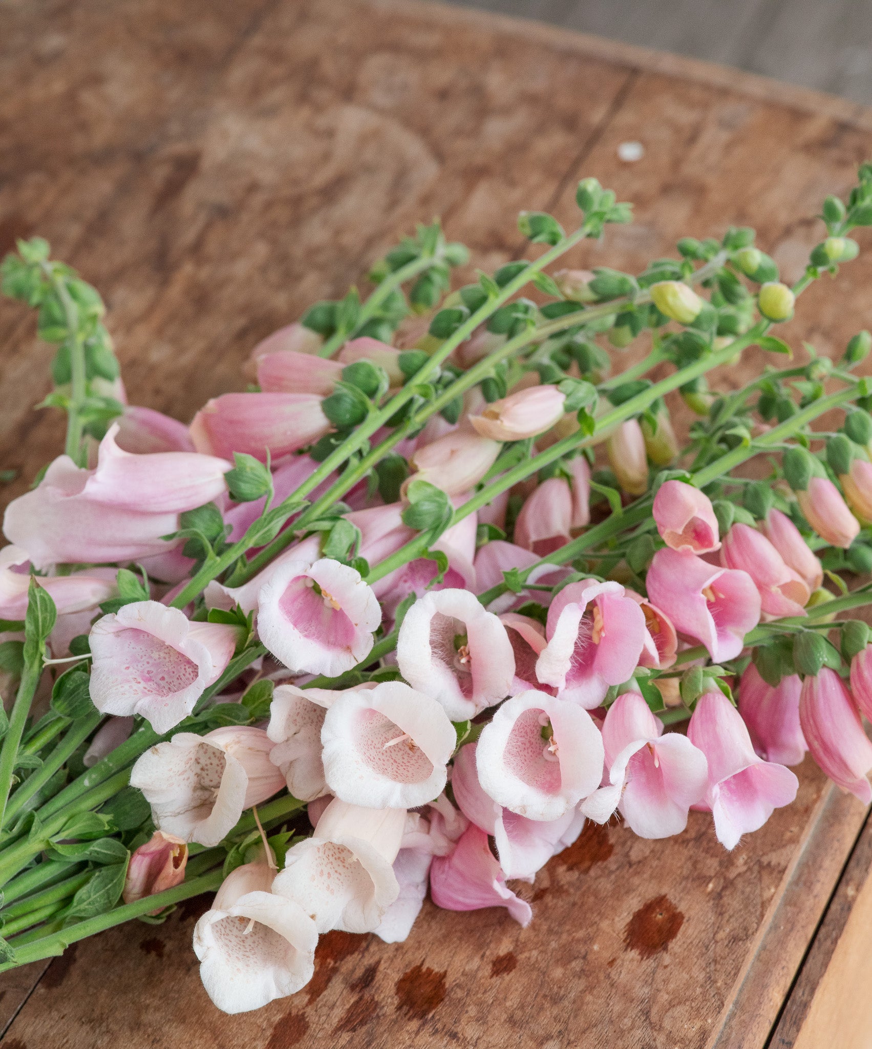 Foxglove Pink Gin