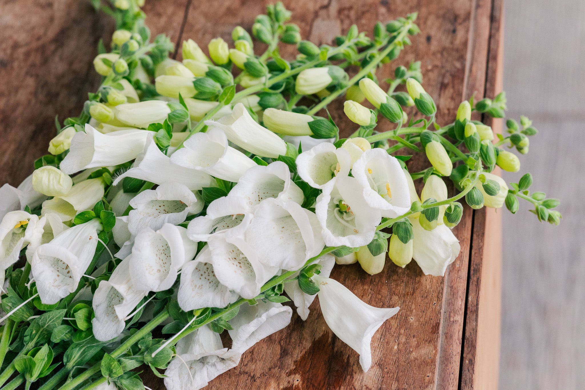Foxglove Camelot White