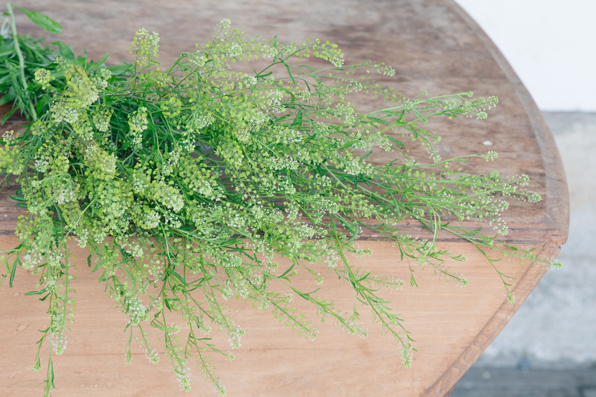 Cress Green Dragon